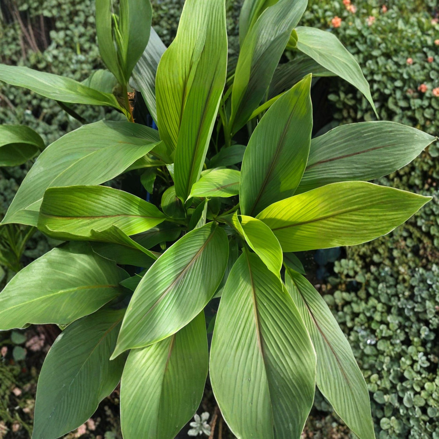 White Turmeric Plant Starter – Edible Rhizome, Tropical Garden or Container Growing, Curcuma zedoaria