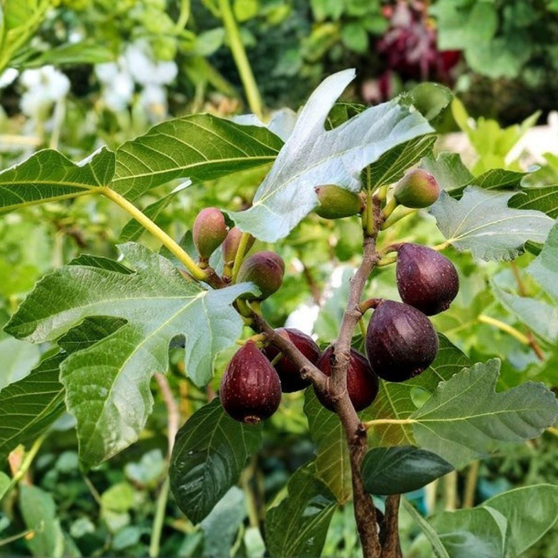 Beers Black Fig Tree Plant Ficus carica Fruit Tree for Garden or Container Growing