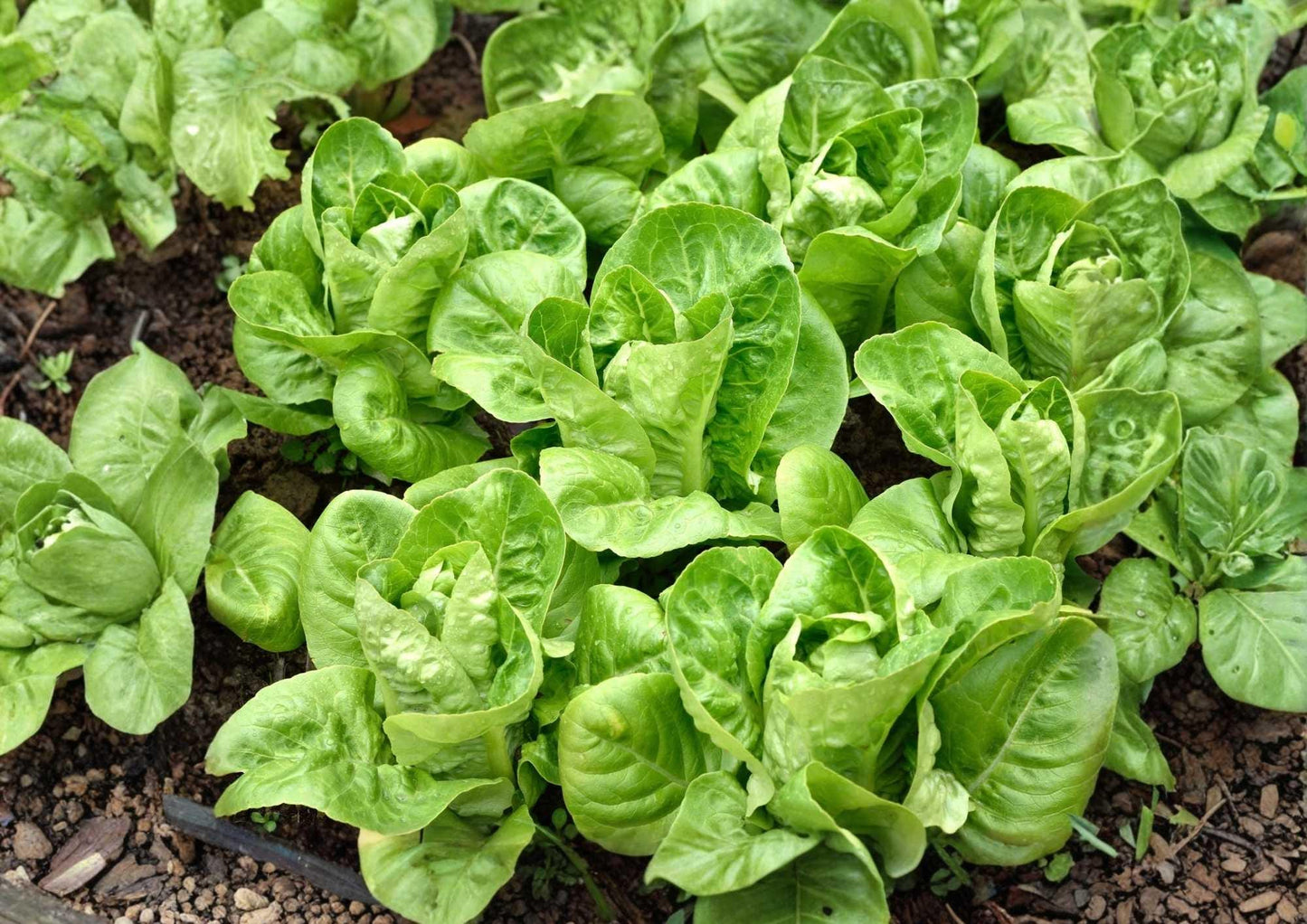 Buttercrunch Butterhead Lettuce Seeds – Non-GMO Vegetable Seeds for Garden, Salad Greens, Soft, Crisp, High Yield, Lactuca sativa