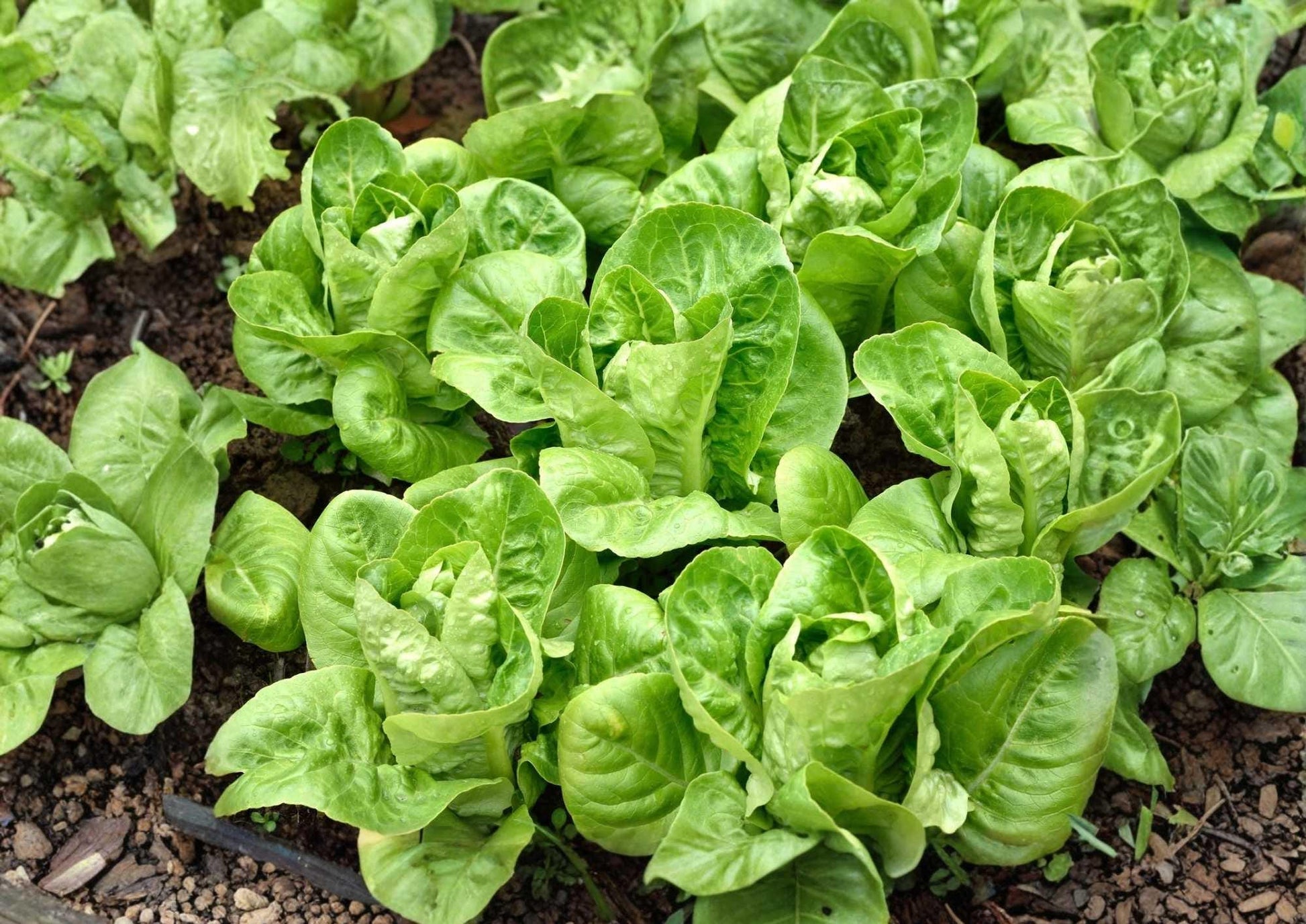 Buttercrunch Butterhead Lettuce Seeds – Non-GMO Vegetable Seeds for Garden, Salad Greens, Soft, Crisp, High Yield, Lactuca sativa