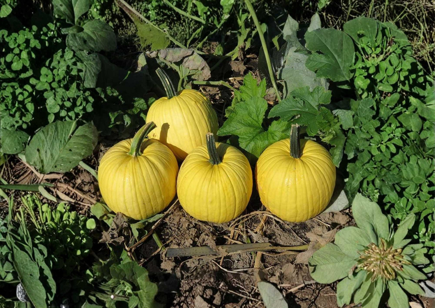 Mellow Yellow Pumpkin Seeds - Rare Ornamental Bright Yellow Decorative Gourds for Garden Planting, Fall Decor