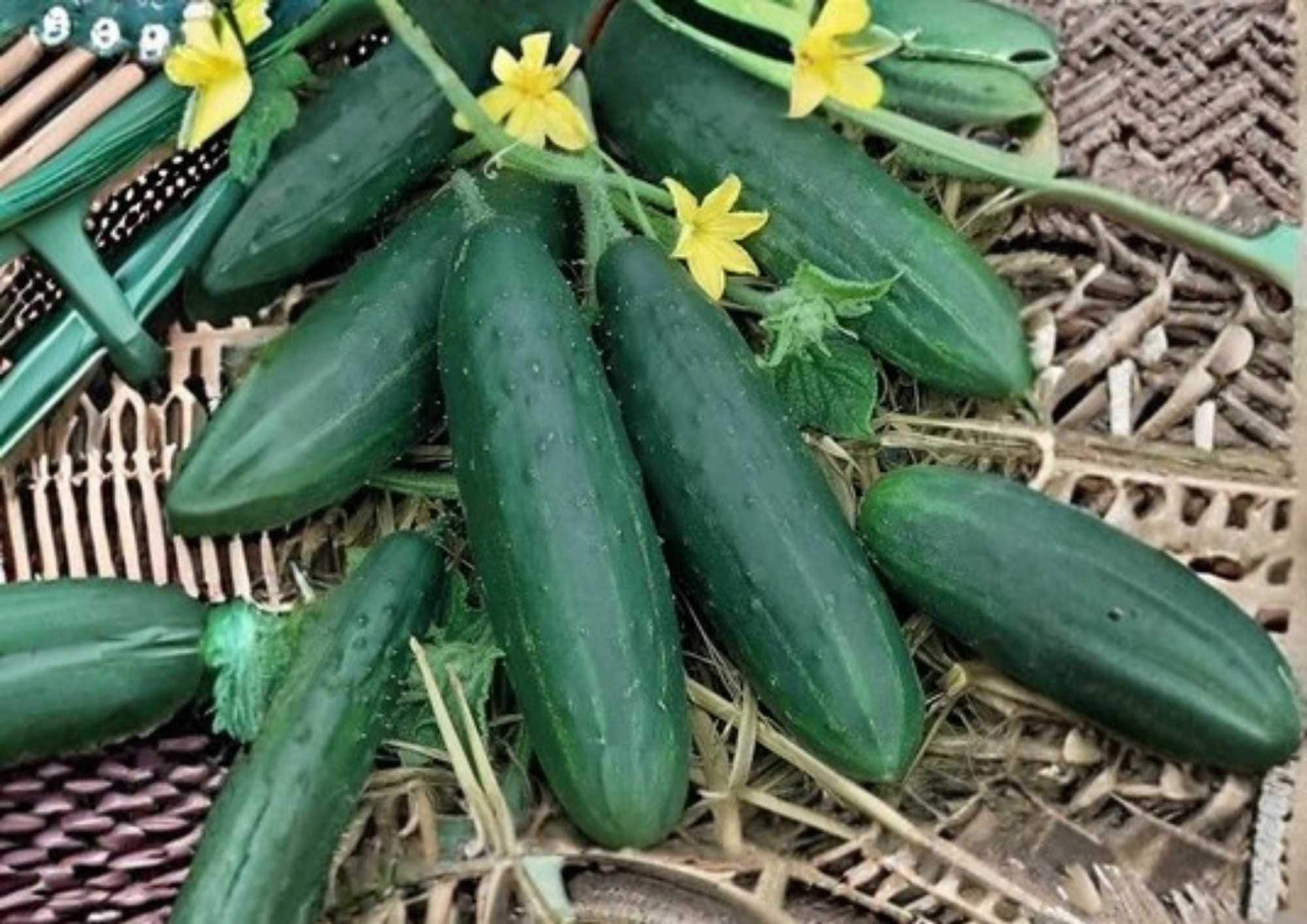 100+ Carolina Cucumber Seeds – Heirloom Organic Non-GMO Vegetable Seeds for Slicing, Garden Planting, High Yield Cucumbers