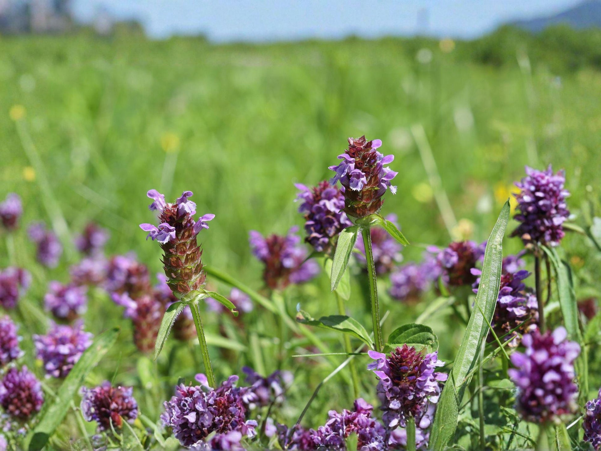 Self-Heal Seeds | Prunella vulgaris Flowering Groundcover | Purple Violet Blooms | 100 Seeds