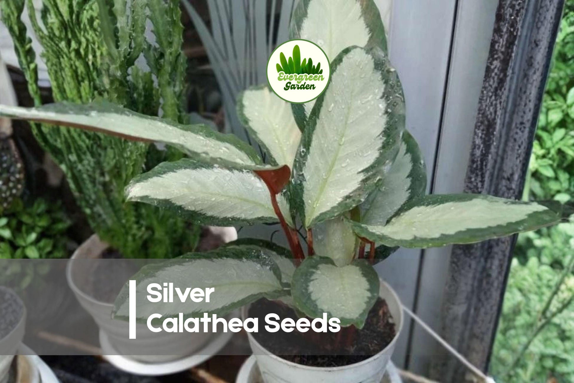 Silver Calathea Seeds, Tropical Foliage, Calathea spp., Indoor Decor, Shimmering Silver-Green Leaves, Humidity-Loving Plant