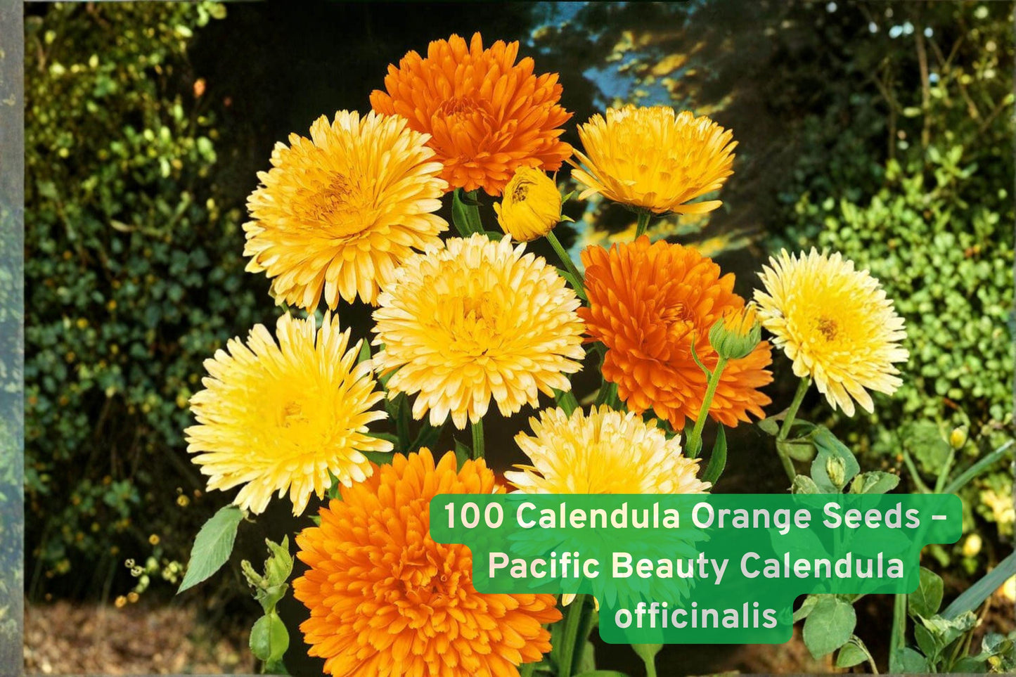 Calendula seeds,Orange flower seeds,Pollinator garden seeds,Bright orange blooms,Annual flower seeds,Container gardening seeds,Easy grow flower seeds,Spring bloom seeds,Butterfly attractant seeds,Bee friendly seeds,Vibrant garden seeds,Garden border seeds,Colorful flower seeds