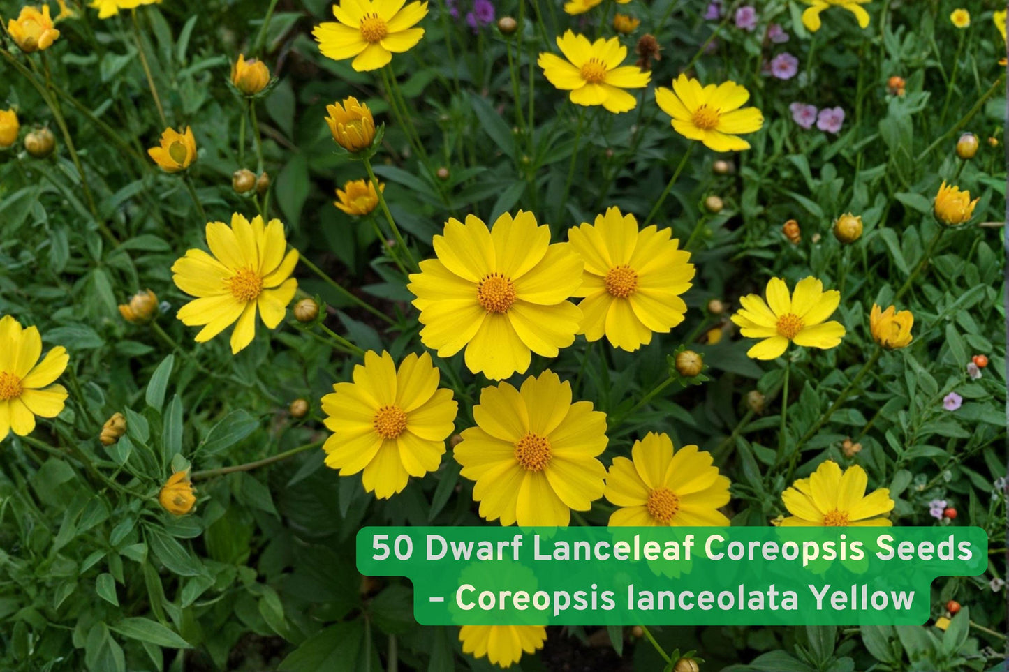 Dwarf Coreopsis Seeds, Yellow Wildflower Seeds, Perennial Flower Seeds, Pollinator Garden Seeds, Drought Tolerant Seeds, Sunny Border Flowers, Wildflower Meadow Seeds, Container Plant Seeds, Low Maintenance Seeds, Bee & Butterfly Attracting, Compact Perennial Seeds, Spring Bloom Seeds, Garden Color Seeds