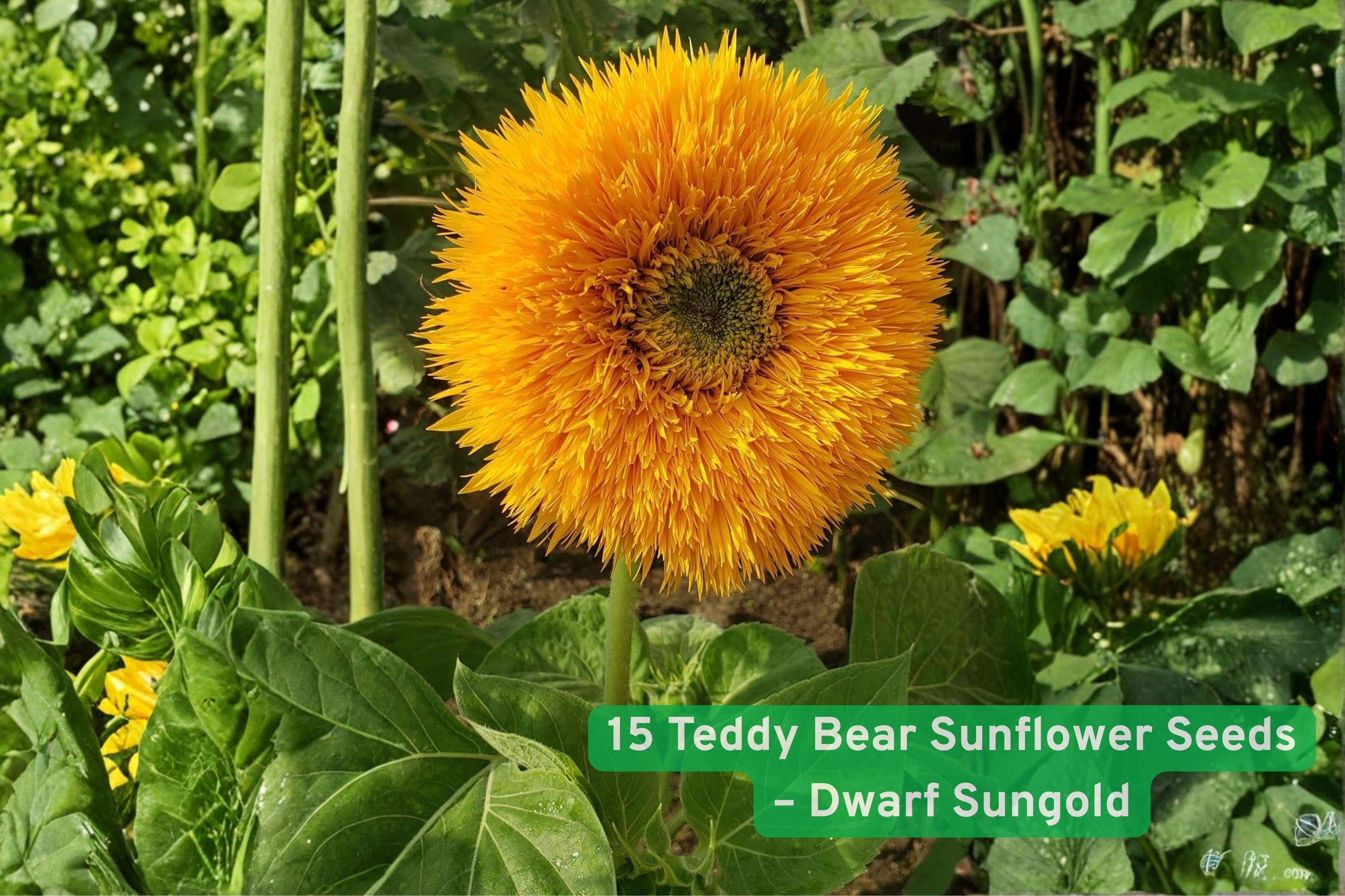 teddy bear sunflower seeds, dwarf sunflower seeds, yellow sunflower seeds, sunny garden flowers, container sunflower seeds, summer bloom seeds, beginner flower seeds, cut flower sunflower, small space garden, fluffy sunflower seeds, patio flower seeds, annual sunflower seeds, cheerful garden plants