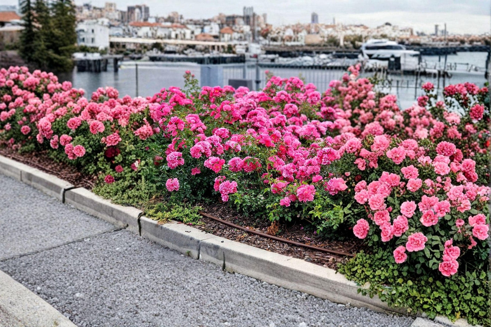 Flower Carpet Pink Rose Cuttings – Rosa hybrid, Unrooted Pink Flowering Shrub for Grafting & Propagation
