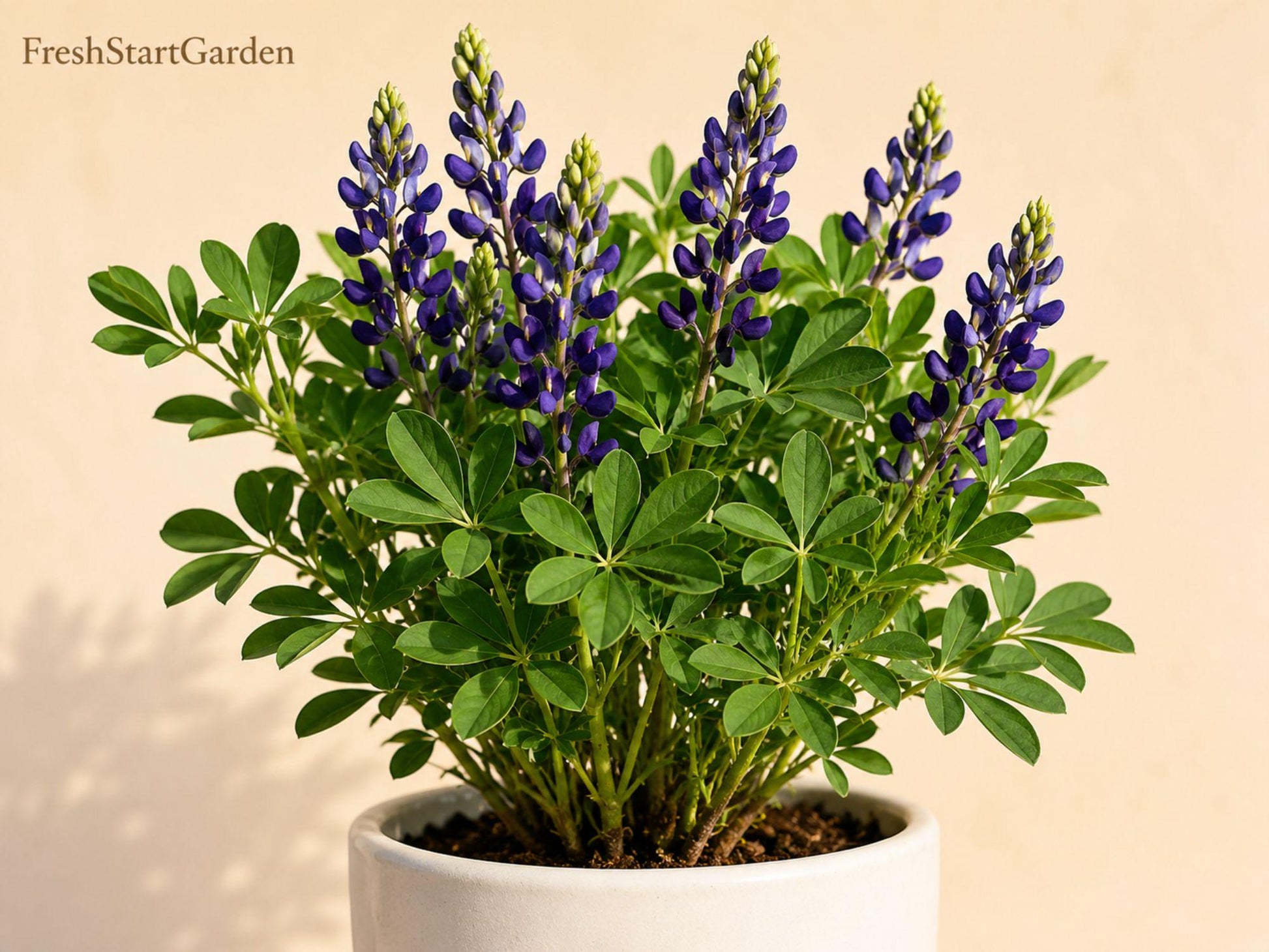 False Indigo Bare Root Wildflower – Baptisia spp. – Native Perennial for Pollinator Gardens and Prairie Landscaping