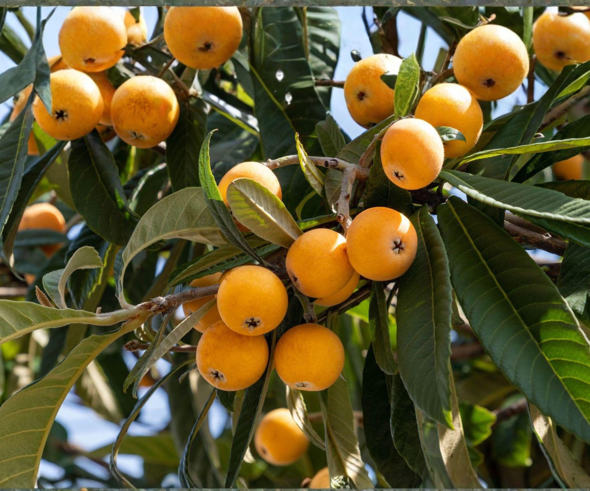 Live Loquat Seedling Pair | Japanese Fruit Trees | Evergreen Edible Garden Plants | Eriobotrya japonica