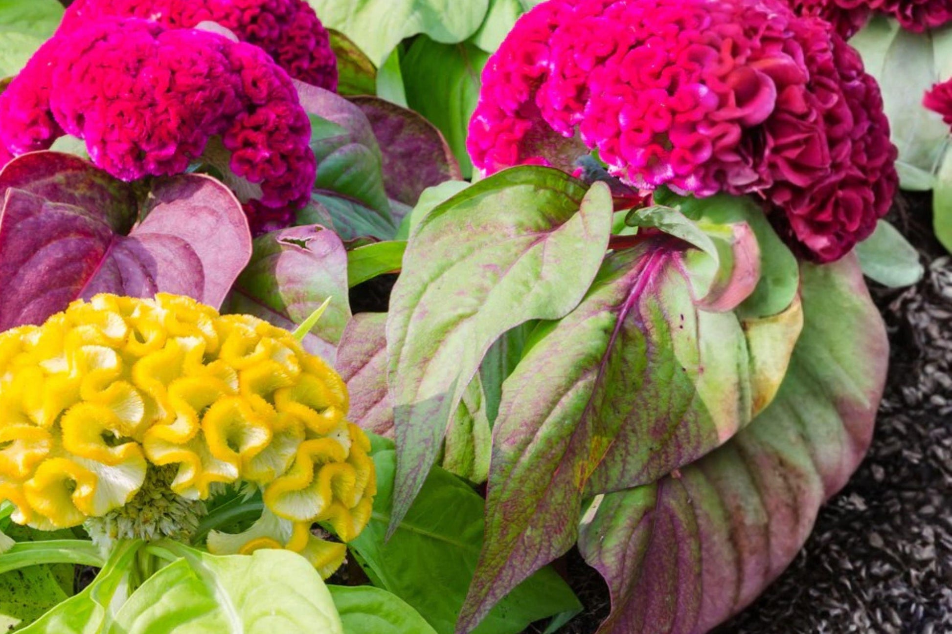 Crested Celosia Seeds Mix – Celosia cristata Annual Flower Seeds for Bright Garden Borders & Containers