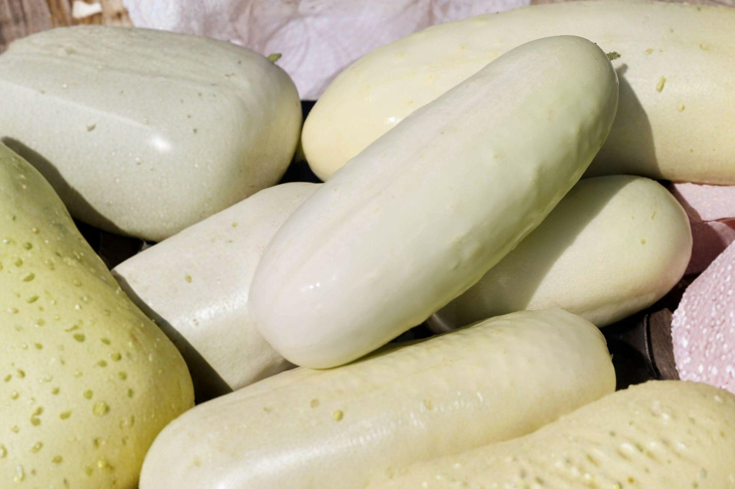 White Wonder Cucumber Seeds – Heirloom Slicing Variety, Ivory White Fruit, Cucumis sativus, 25 Seeds