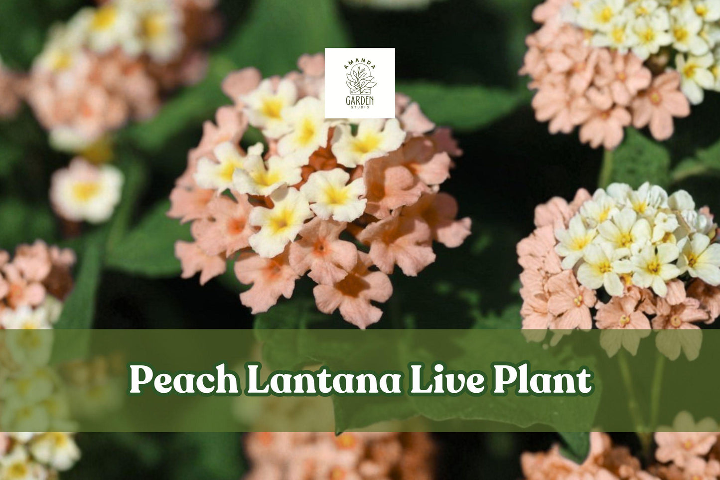 Peach Lantana Live Plant | Flowering Starter Plug for Garden Borders, Containers & Pollinator Gardens | Lantana camara