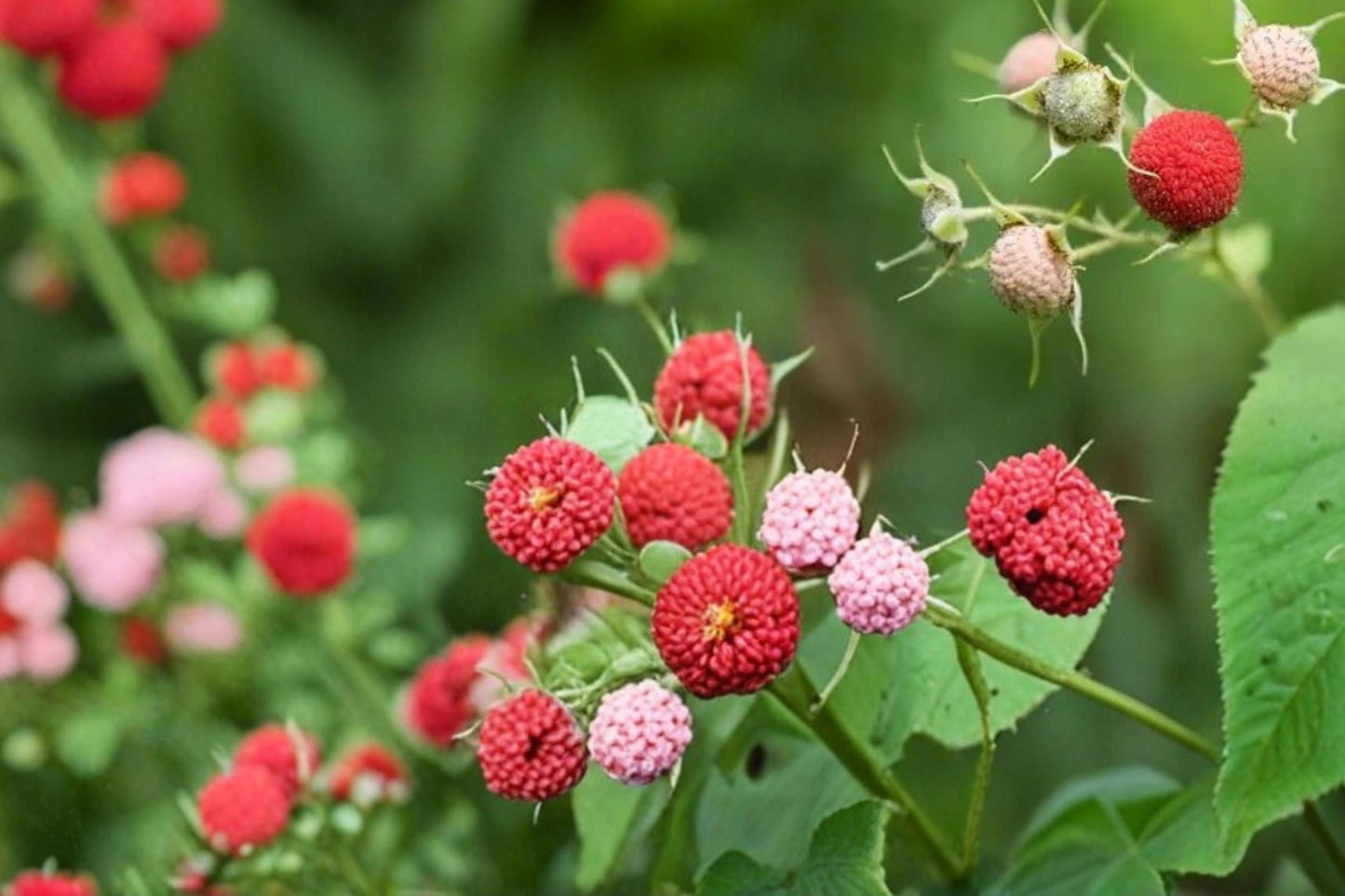 Thimbleberry Seeds – Rubus parviflorus, Native Fruiting Shrub with White Flowers & Edible Red Berries, 50 Seeds