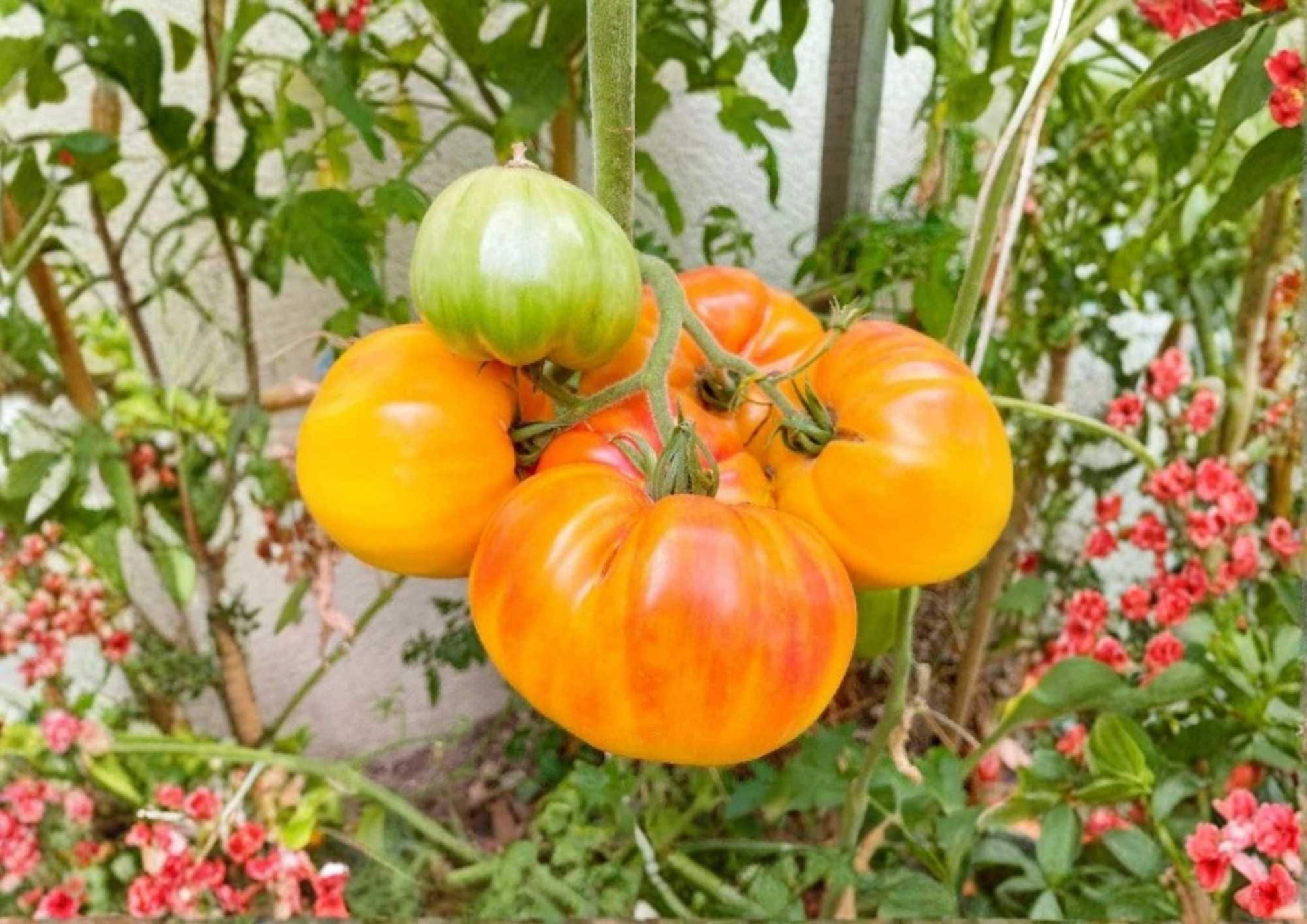 30+ Pineapple Tomato Seeds - Heirloom Non-GMO Rare Vegetable Seeds for Garden, Bicolor Large Fruits, Sweet Fruity Flavor