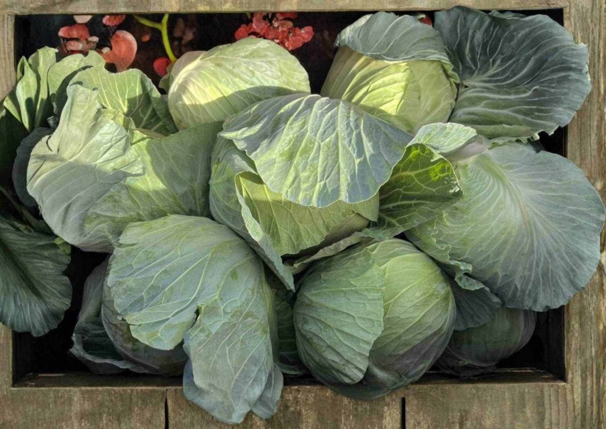 Golden Acre Cabbage Seeds – Heirloom Non-GMO Vegetable Seeds for Early Compact Green Heads, High Yield, Sweet Crisp, Garden Planting