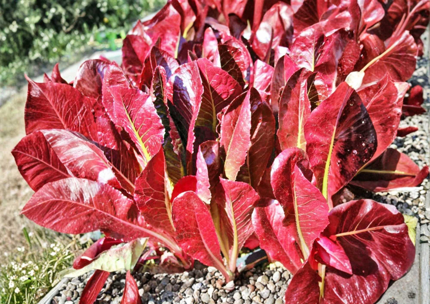 Red Romaine Lettuce Seeds – Heirloom Organic Non-GMO Vegetable Seeds for Garden, Salad Greens, Burgundy and Green Leaves
