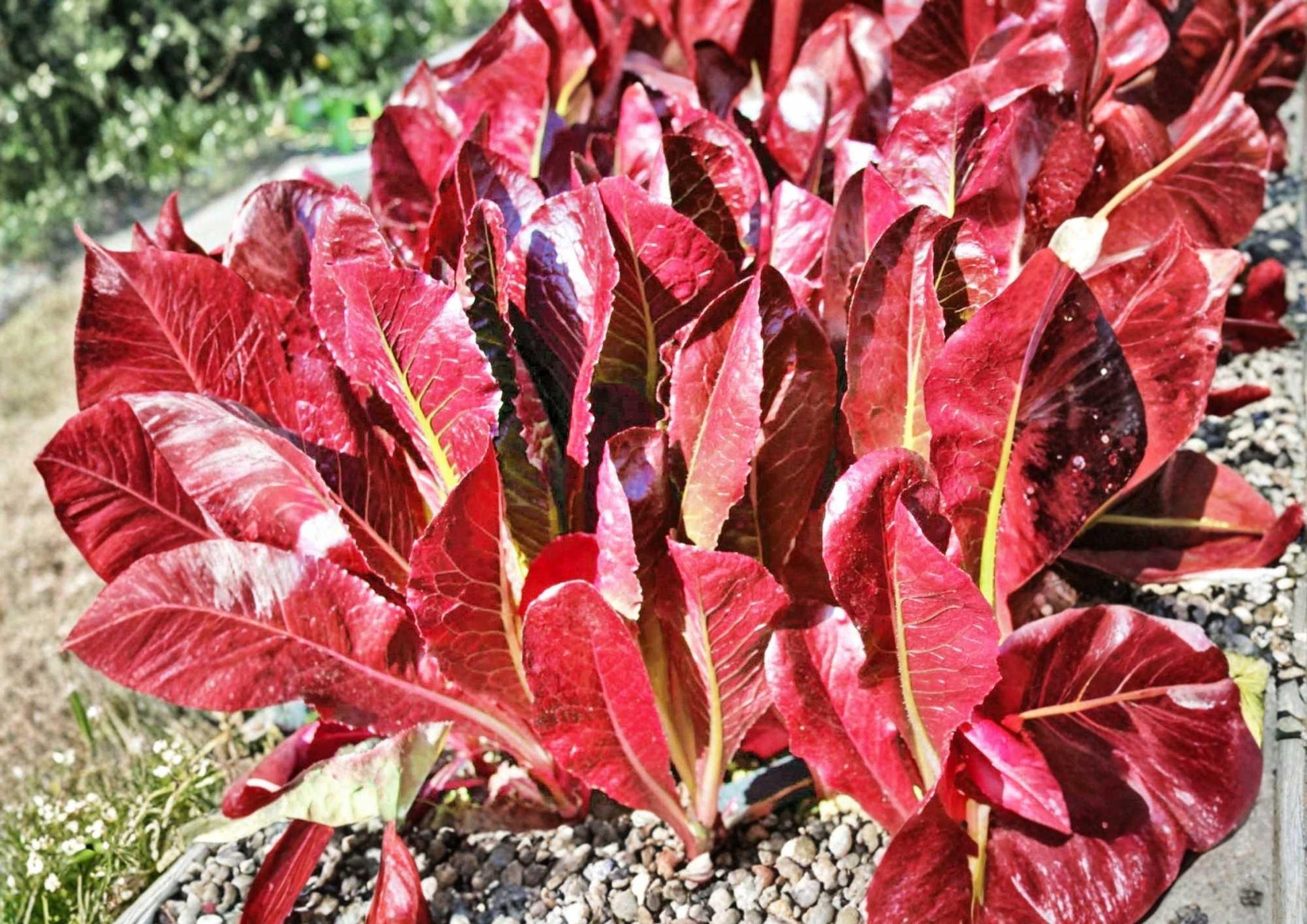 Red Romaine Lettuce Seeds – Heirloom Organic Non-GMO Vegetable Seeds for Garden, Salad Greens, Burgundy and Green Leaves