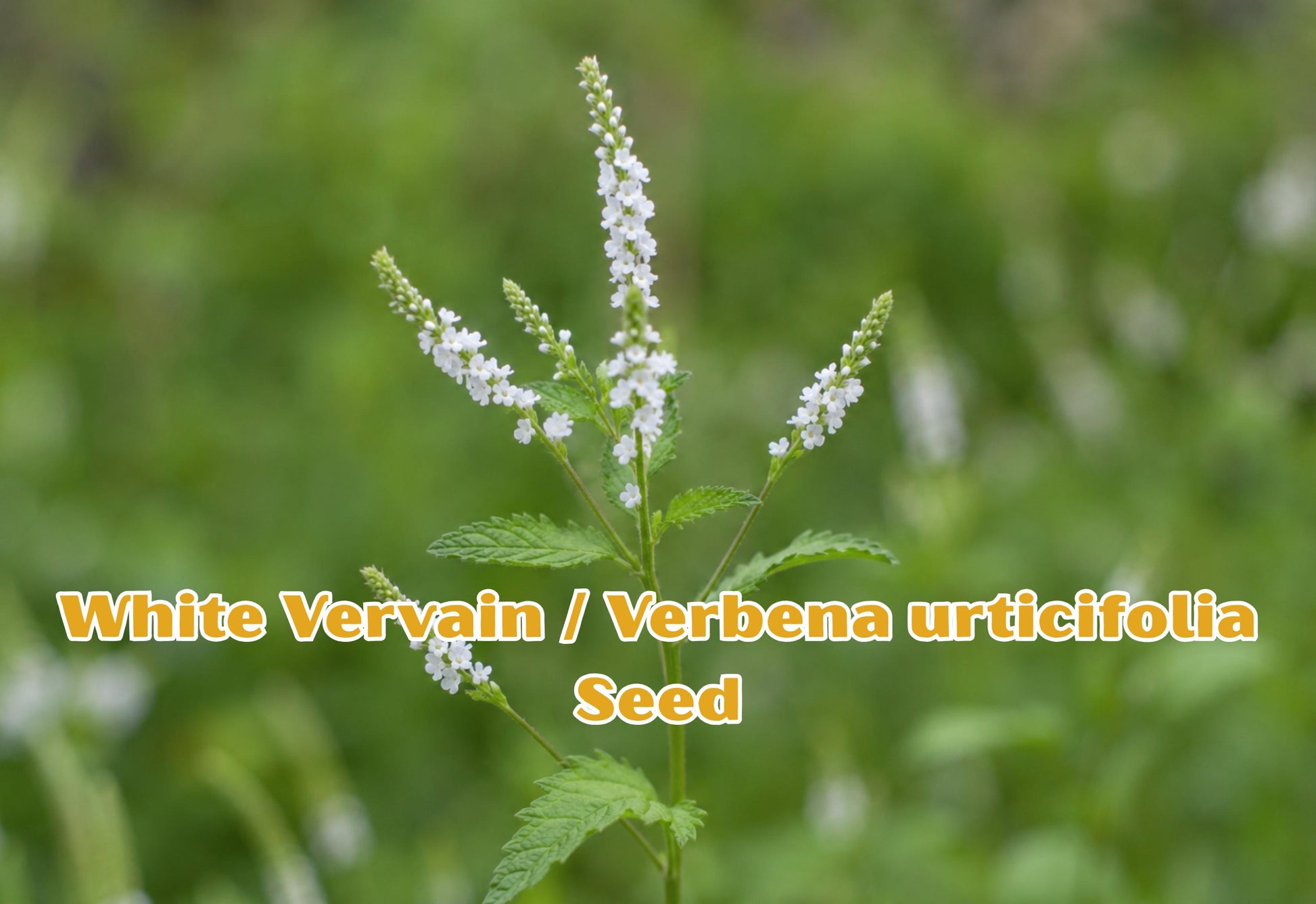 White Vervain Seeds – Native Wildflower for Pollinators, Cottage Gardens, Herbal Gardens – Verbena urticifolia