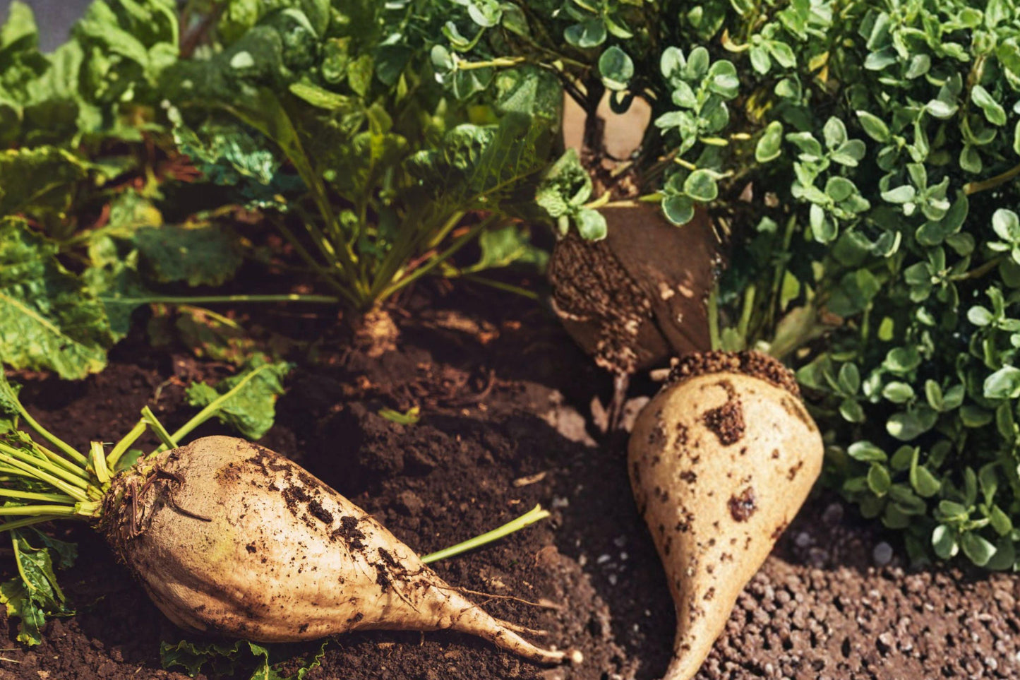 Sugar Beet Seeds – Beta vulgaris subsp. vulgaris – Edible Roots for Home Gardens and Farming