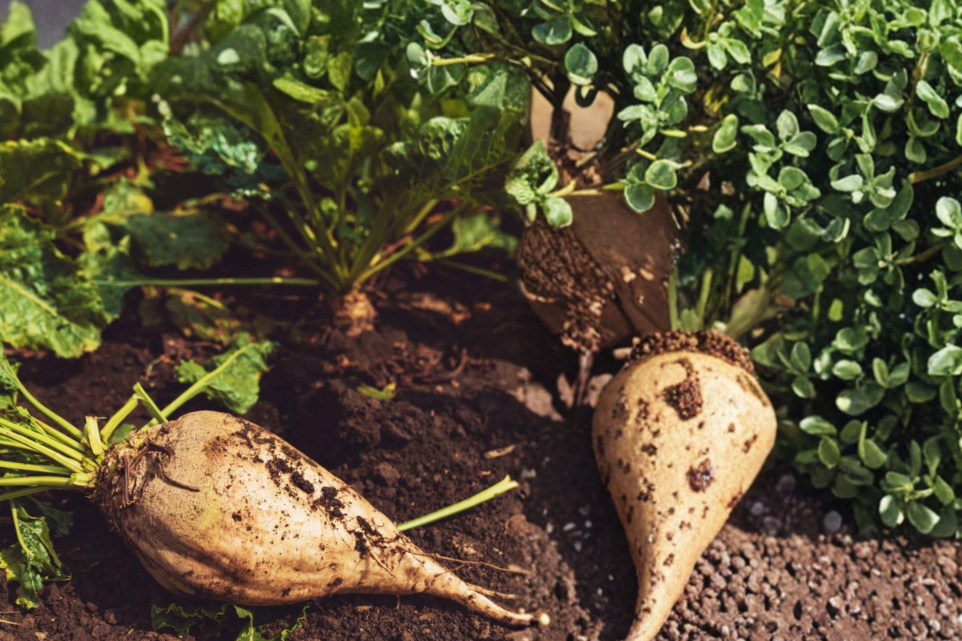 Sugar Beet Seeds – Beta vulgaris subsp. vulgaris – Edible Roots for Home Gardens and Farming