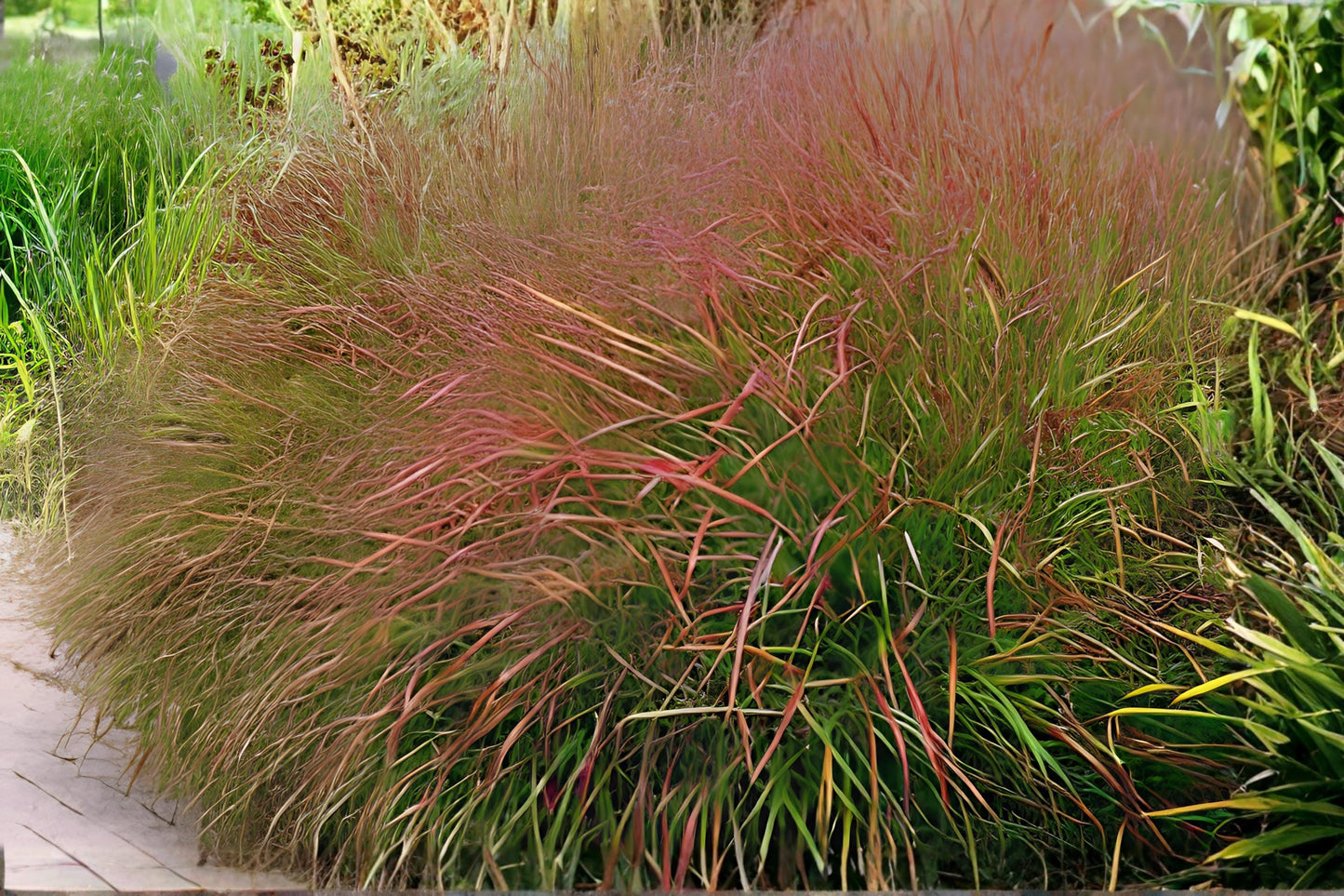 Switchgrass Seeds 100 Pack | Native Warm-Season Grass Panicum virgatum for Prairie Restoration & Erosion Control