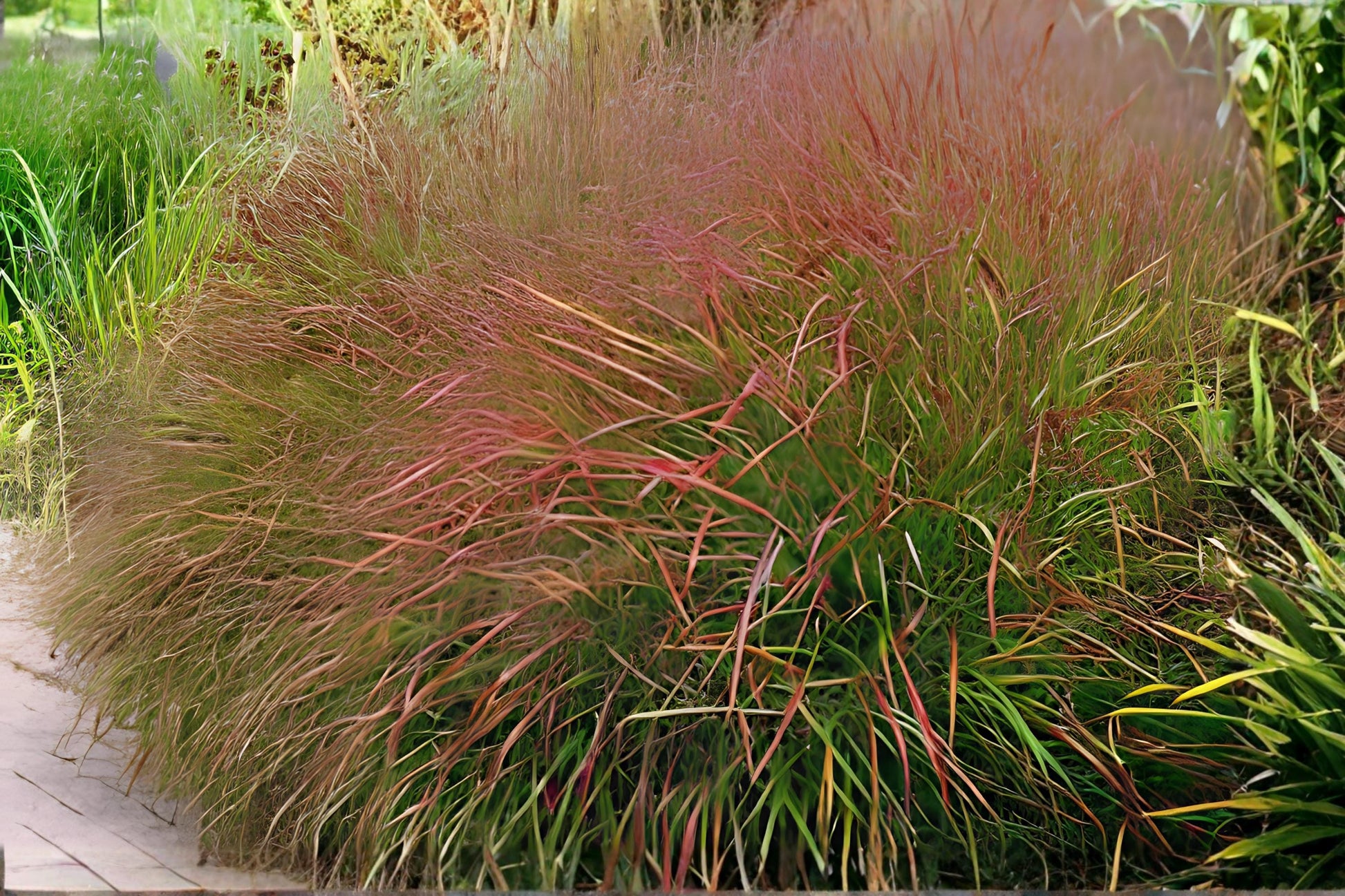 Switchgrass Seeds 100 Pack | Native Warm-Season Grass Panicum virgatum for Prairie Restoration & Erosion Control