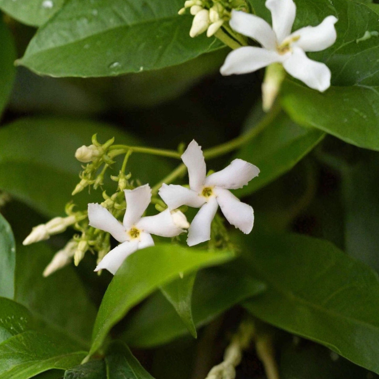 Star Jasmine Cuttings 6 Pack – Trachelospermum jasminoides Climbing Vine for Garden, Fragrant White Flowers, Live Plant Cuttings