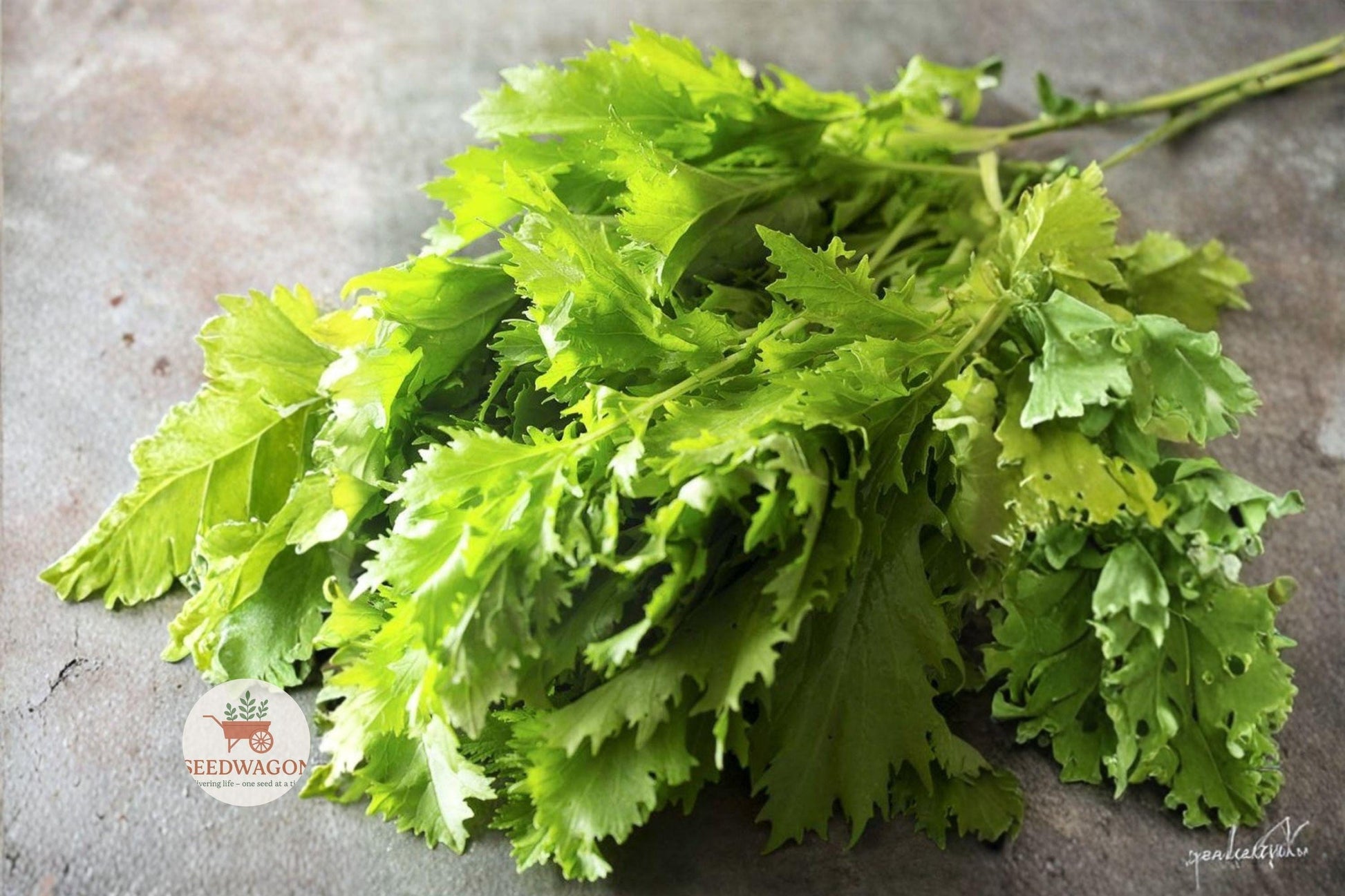 heirloom mizuna seeds, Japanese mustard greens, leafy vegetable seeds, cool season garden, salad greens seeds, Asian cooking greens, container garden seeds, fast-growing vegetable, peppery greens, garden bed seeds, beginner friendly seeds, Chinese cabbage seeds, heirloom vegetable seeds