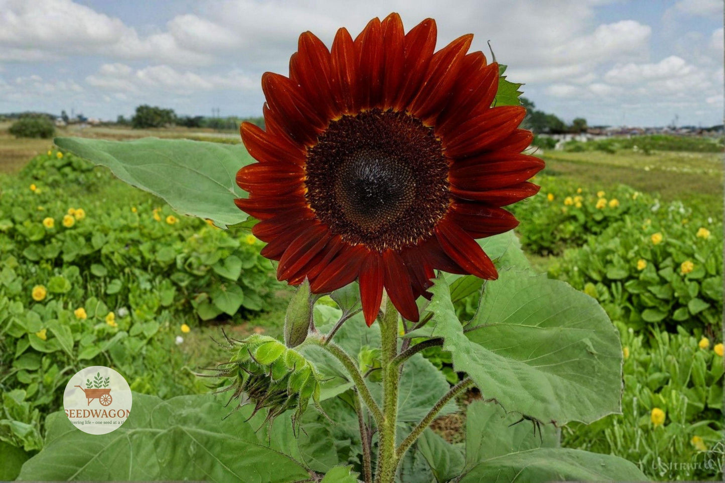 Velvet Queen Sunflower Seeds, Burgundy Sunflower Seeds, Tall Sunflower Seeds, Red Flower Seeds, Garden Cut Flower Seeds, Summer Bloom Seeds, Helianthus annuus Seeds, Bold Garden Flower, Annual Sunflower Seeds, Bright Garden Accent, Flower Bed Seeds, Vibrant Summer Seeds, Unique Sunflower Seeds