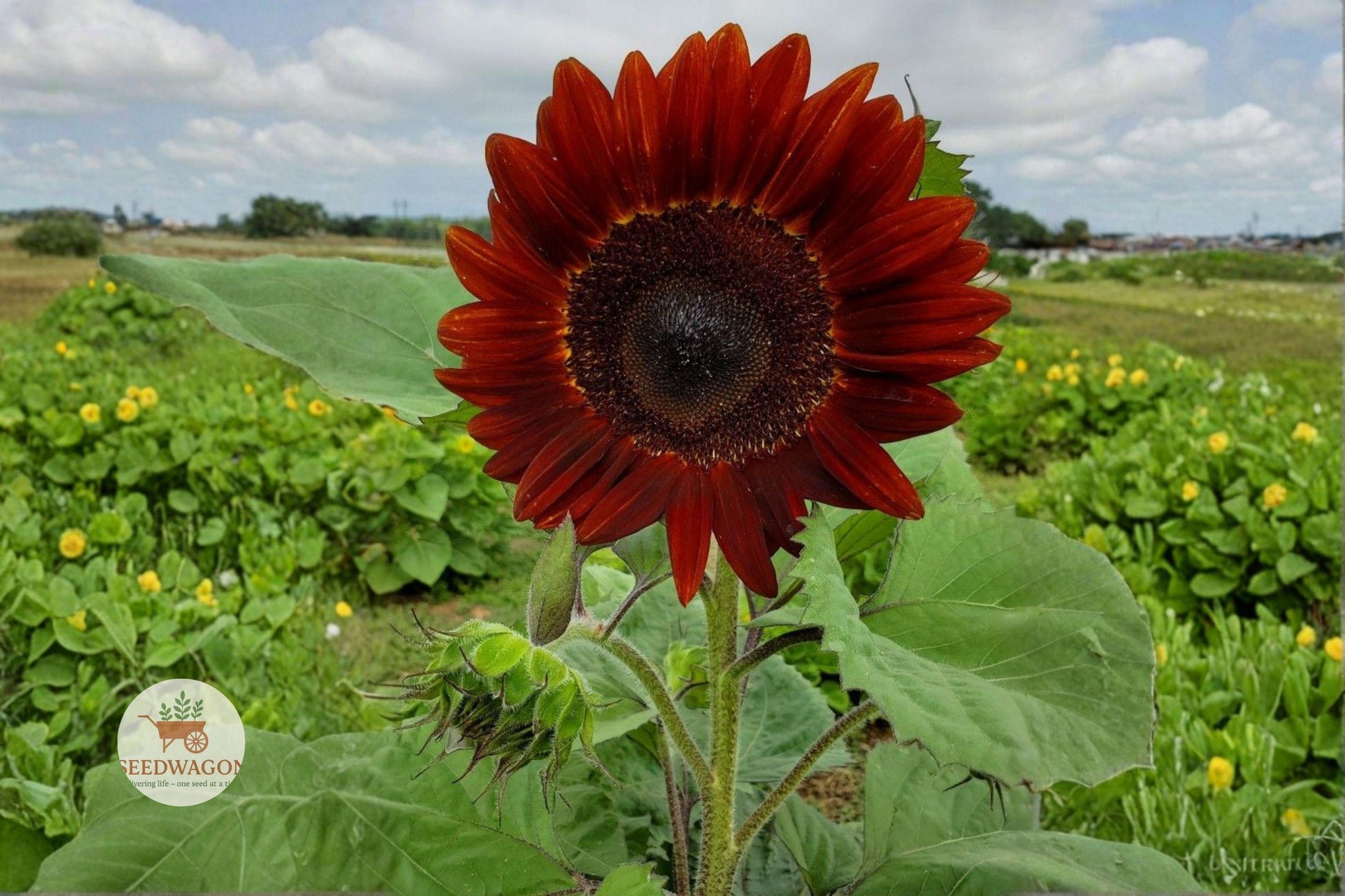 Velvet Queen Sunflower Seeds, Burgundy Sunflower Seeds, Tall Sunflower Seeds, Red Flower Seeds, Garden Cut Flower Seeds, Summer Bloom Seeds, Helianthus annuus Seeds, Bold Garden Flower, Annual Sunflower Seeds, Bright Garden Accent, Flower Bed Seeds, Vibrant Summer Seeds, Unique Sunflower Seeds