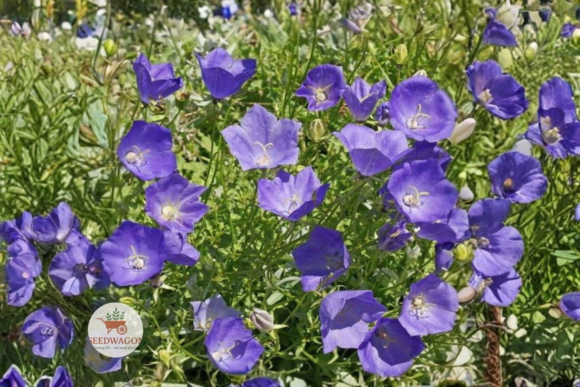 bellflower seeds,Campanula Carpatica seeds,perennial flower seeds,rock garden plants,blue violet blooms,heirloom flower seeds,pollinator friendly plants,container garden seeds,cottage garden flowers,compact perennial plants,summer flowering seeds,flowering border plants,bee butterfly attractor
