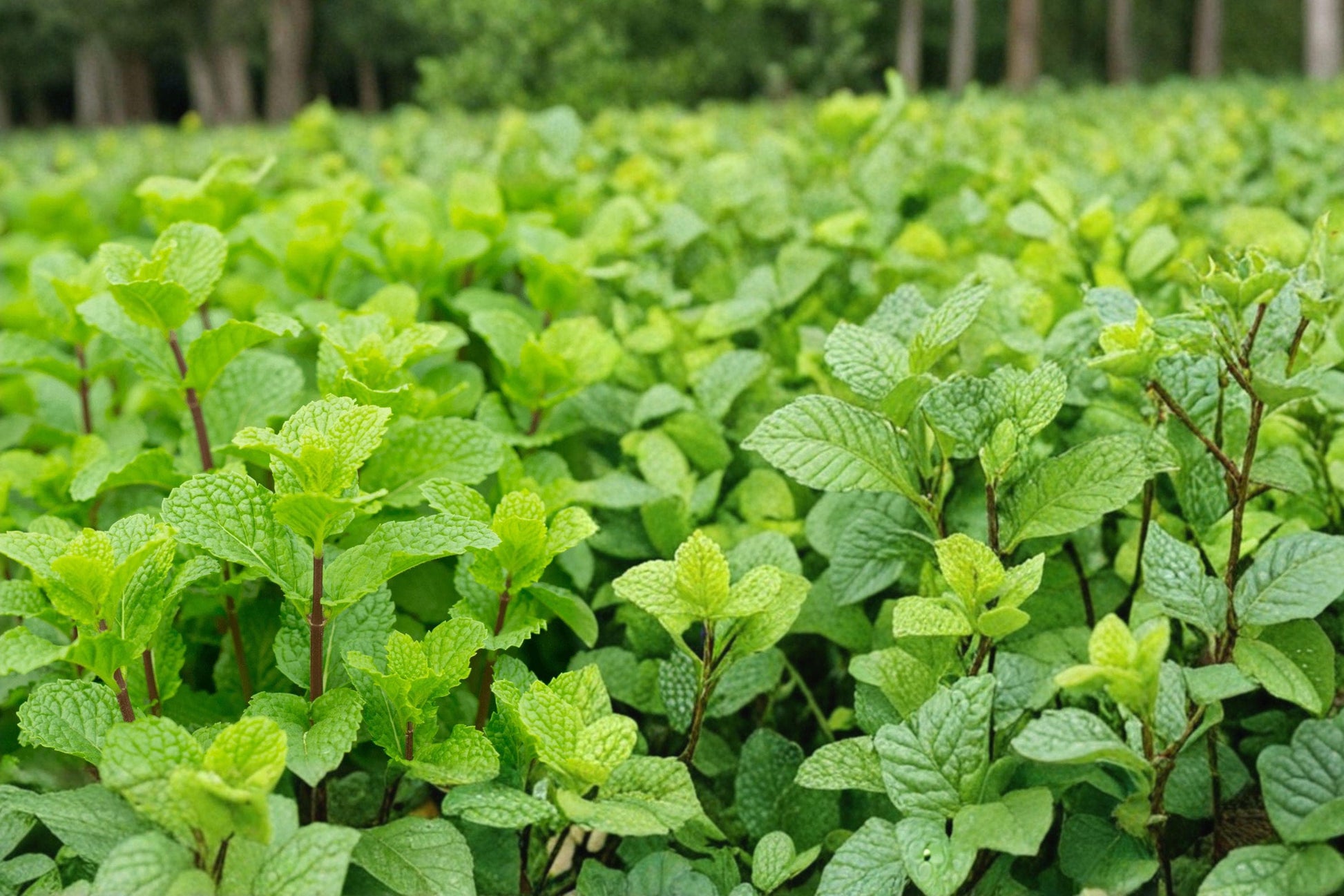Peppermint Seeds, Mentha × piperita, Perennial Herb, Aromatic Foliage, Edible Mint for Herb Gardens & Containers