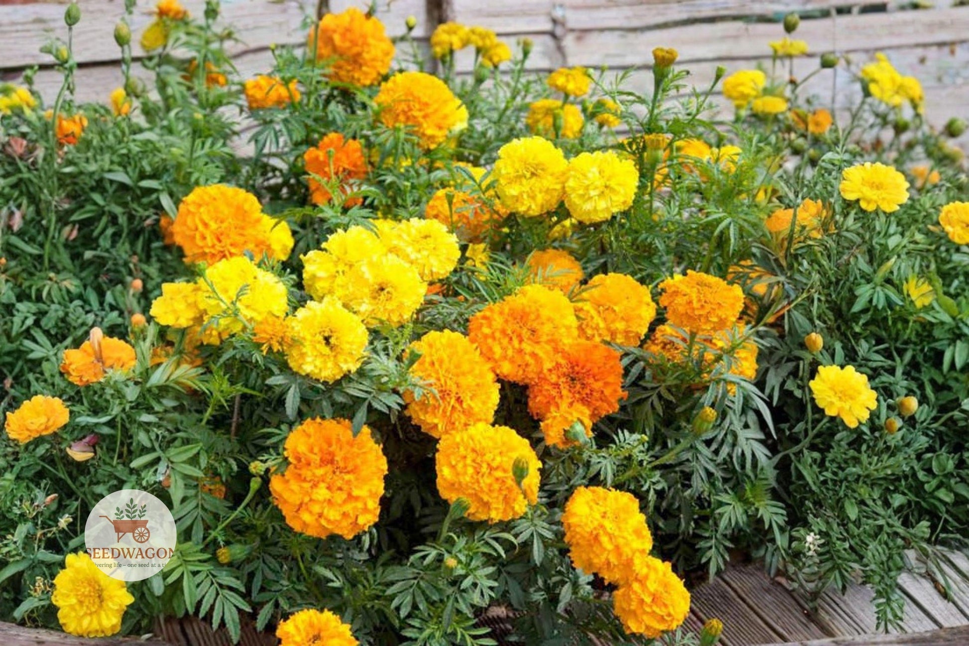 African Marigold seeds, Tagetes erecta, large yellow orange flowers, tall annual flower, bright garden blooms, cut flower seeds, border plant seeds, pollinator-friendly seeds, vibrant flower seeds, summer fall blooms, easy grow flower seeds, bold garden color, large double flower seeds