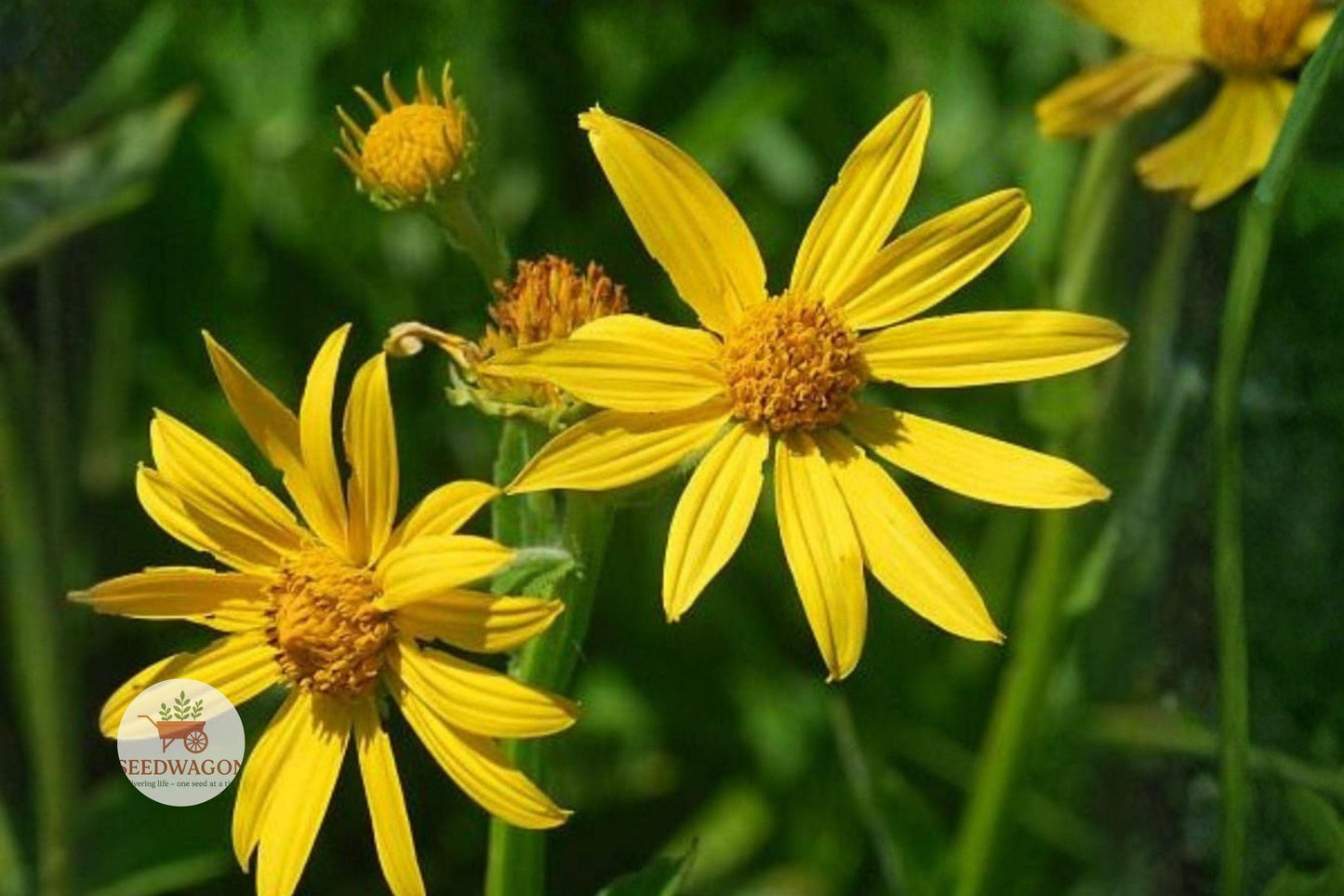 yellow crownbeard seeds, native wildflower seeds, pollinator garden seeds, perennial flower seeds, yellow daisy seeds, meadow wildflower seeds, bee attractant seeds, butterfly garden seeds, tall flowering plant seeds, summer bloom seeds, natural landscape seeds, well-drained soil seeds, native perennial seeds
