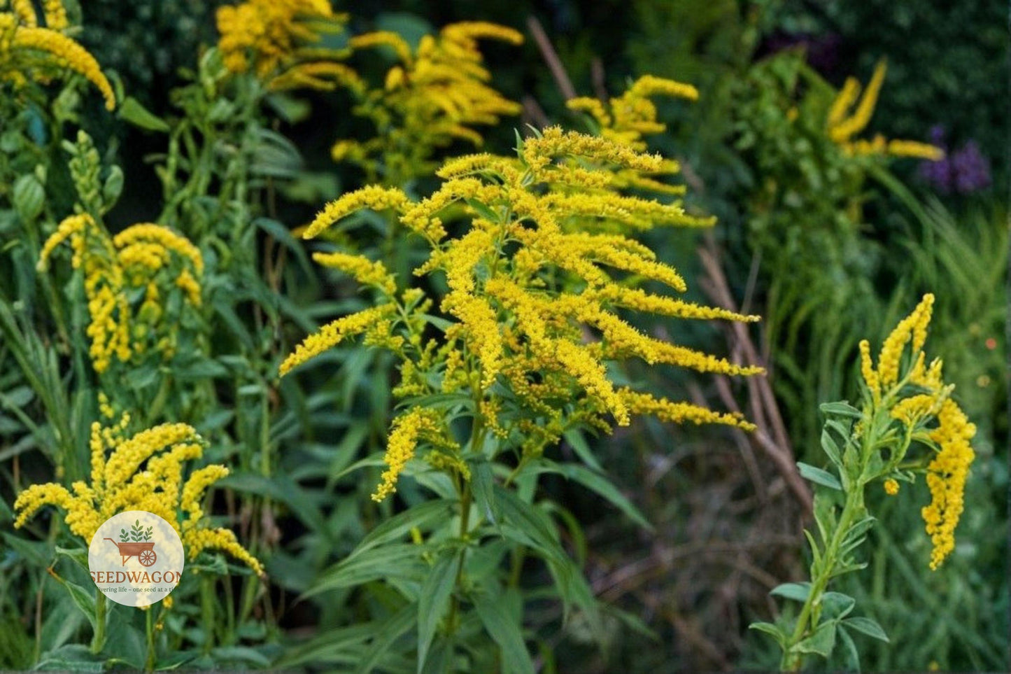 elmleaf goldenrod seeds, native perennial wildflower, yellow pollinator plant, fall blooming flowers, bee butterfly attractor, low maintenance garden plant, native garden seeds, late season nectar plant, wildflower seed packet, full sun perennial, naturalized landscape plant, drought tolerant seeds, ecological garden addition