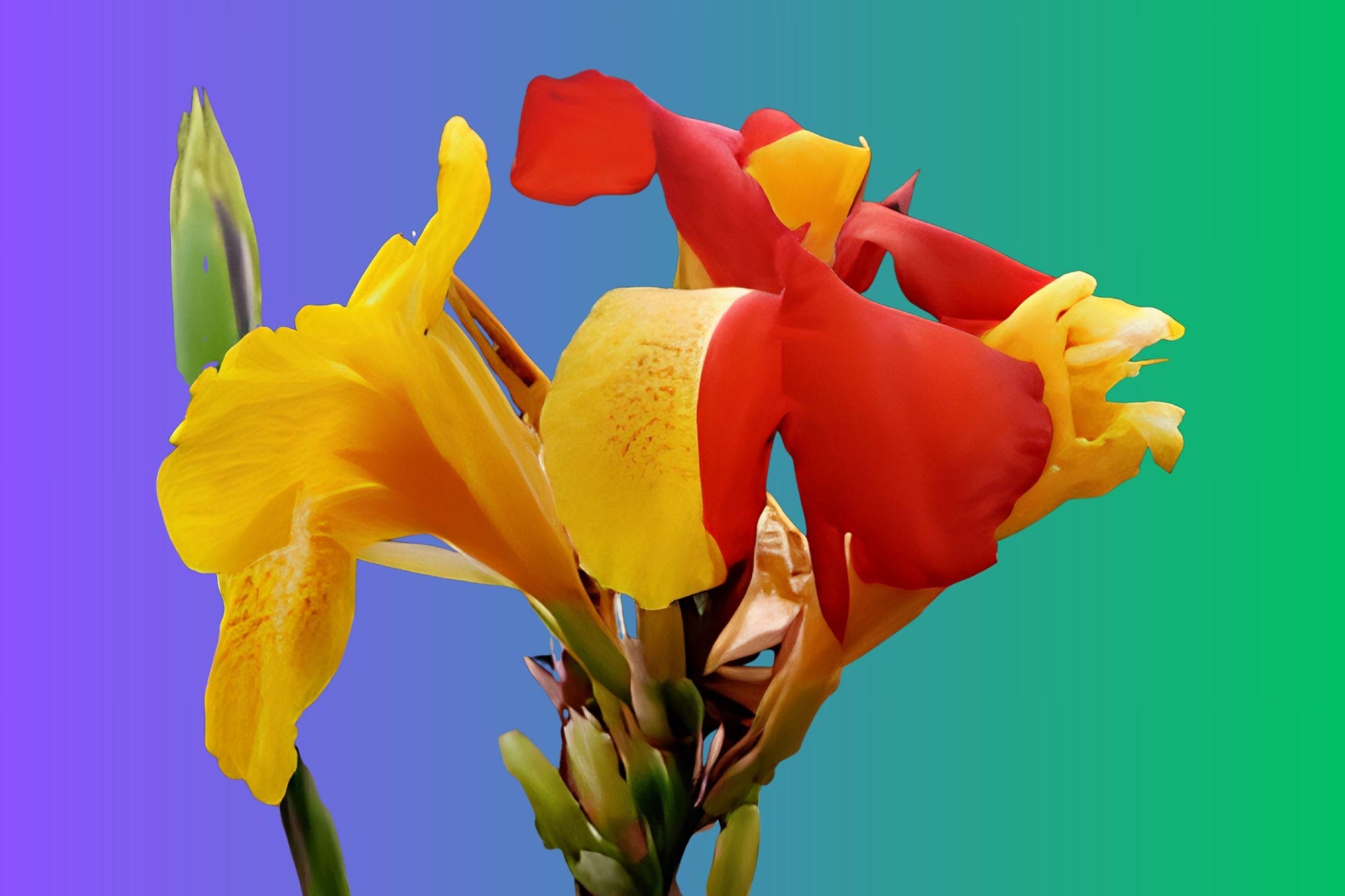 Canna Cleopatra Rhizomes – Tropical Bicolor Yellow Orange Red Flowers, Summer Blooming, Container & Garden Plant
