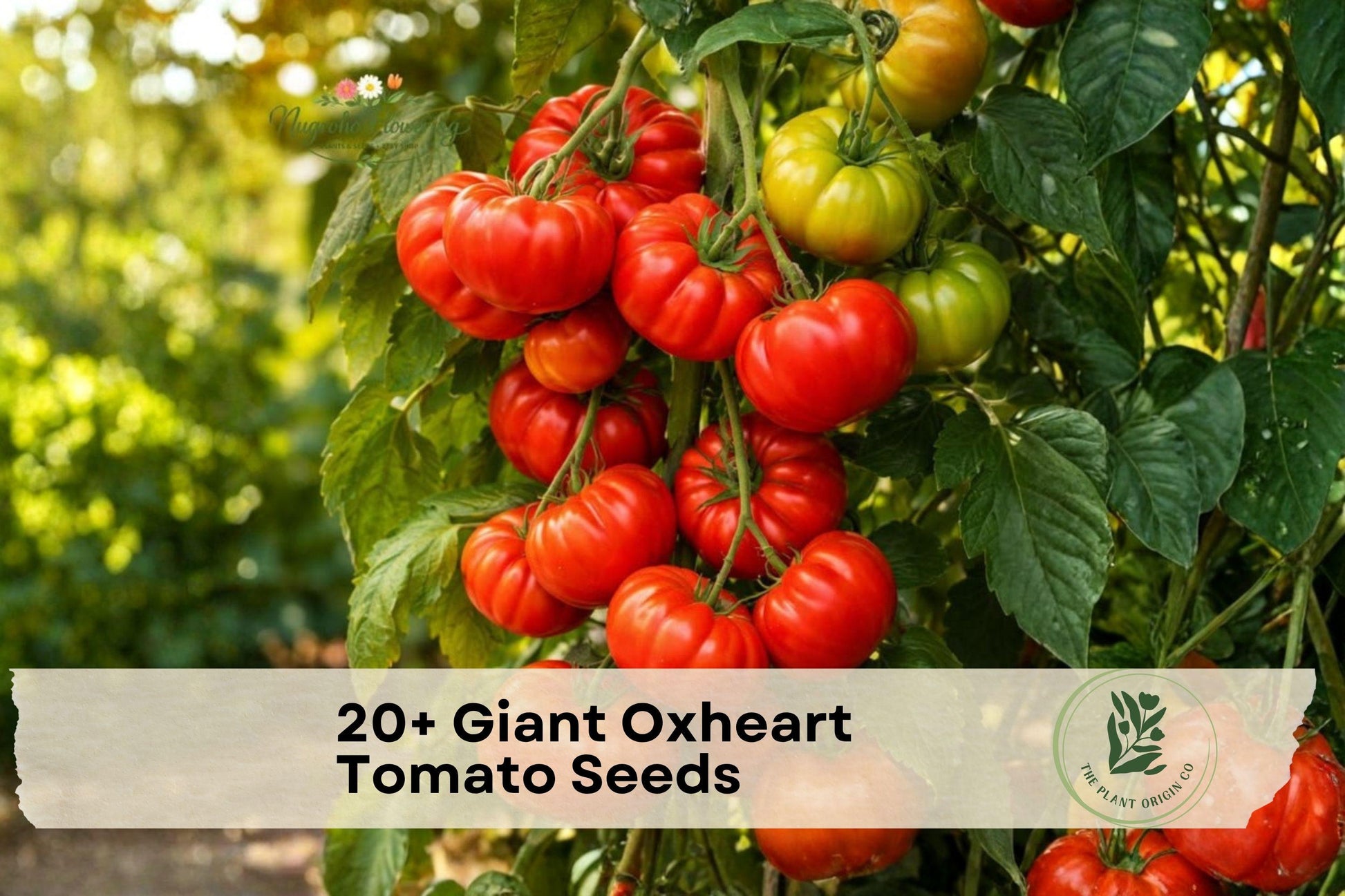 Giant Oxheart Tomato Seeds – Heirloom, Large Heart-Shaped Fruits, Indeterminate Solanum lycopersicum, Slicing & Cooking