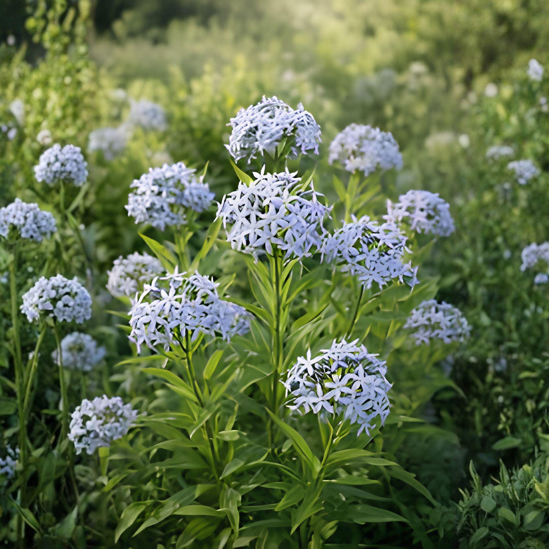 Eastern Bluestar Seeds – Amsonia tabernaemontana – Perennial Blue Flowering Plant for Borders & Naturalized Gardens