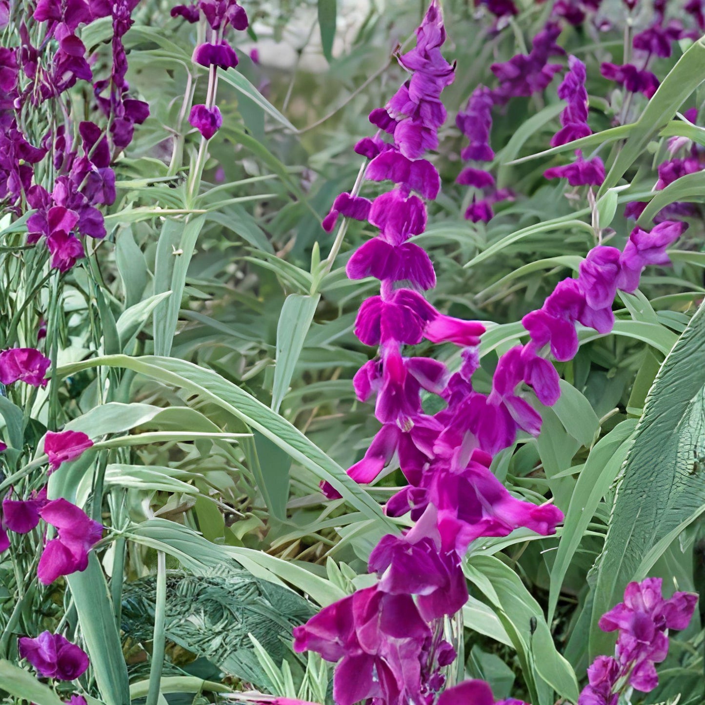 Purple Mexican Sage Cuttings | 7 Unrooted Salvia Leucantha Herb Plants with Purple Blooms