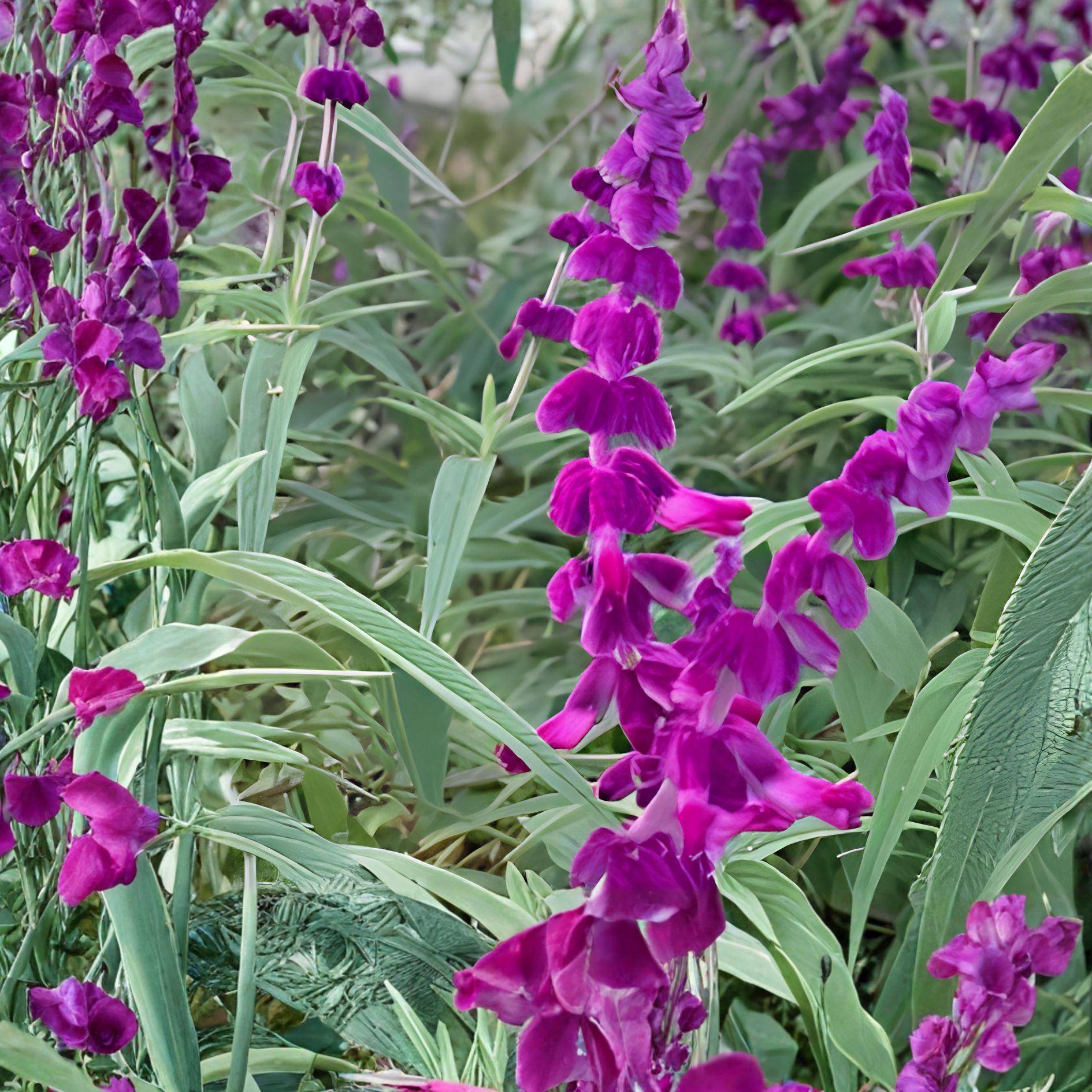 Purple Mexican Sage Cuttings | 7 Unrooted Salvia Leucantha Herb Plants with Purple Blooms