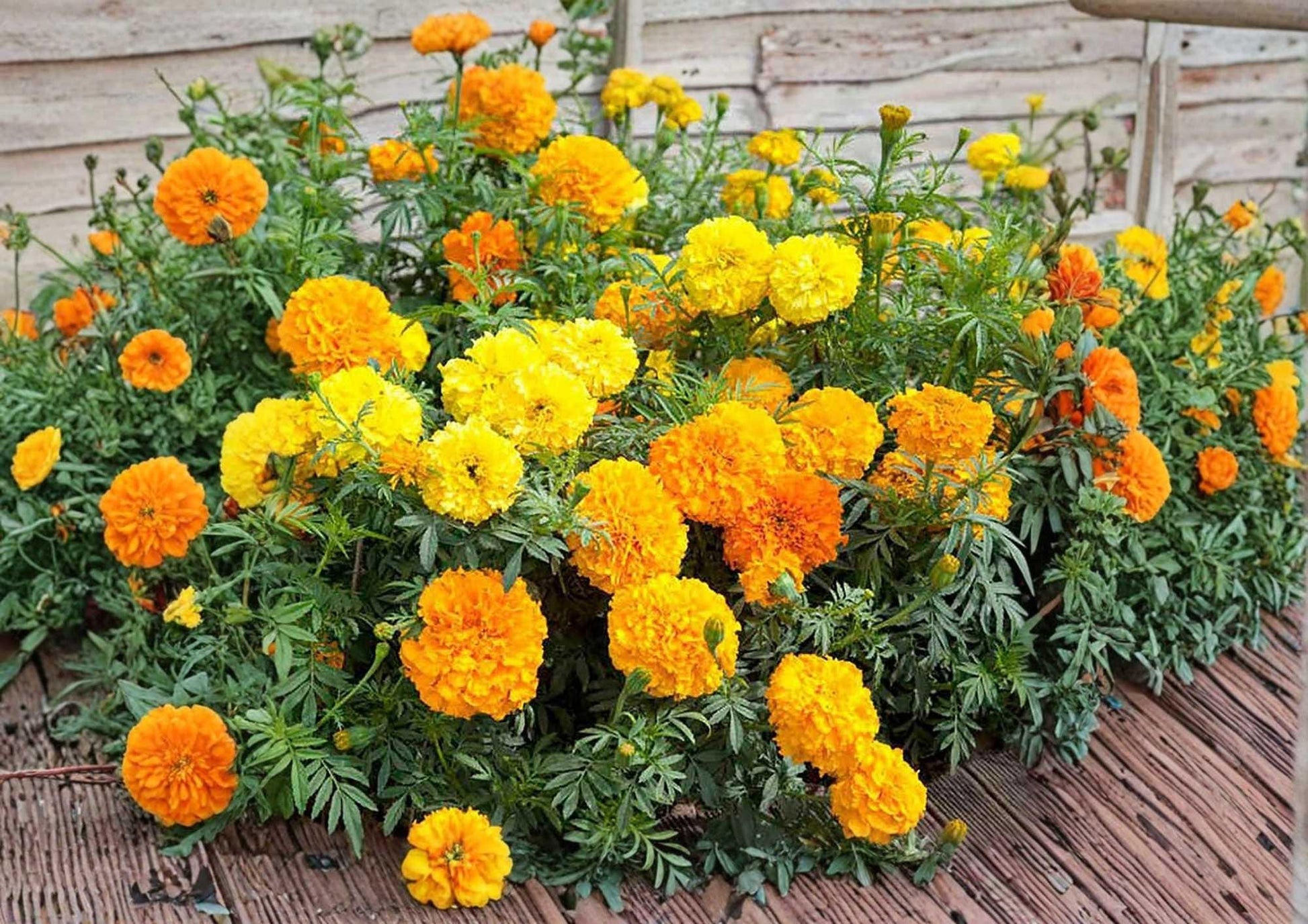 Double Dwarf Sunflower Seeds Teddy Bear Sungold – Fluffy Golden Blooms, Pollinator Friendly, Compact Garden Planting