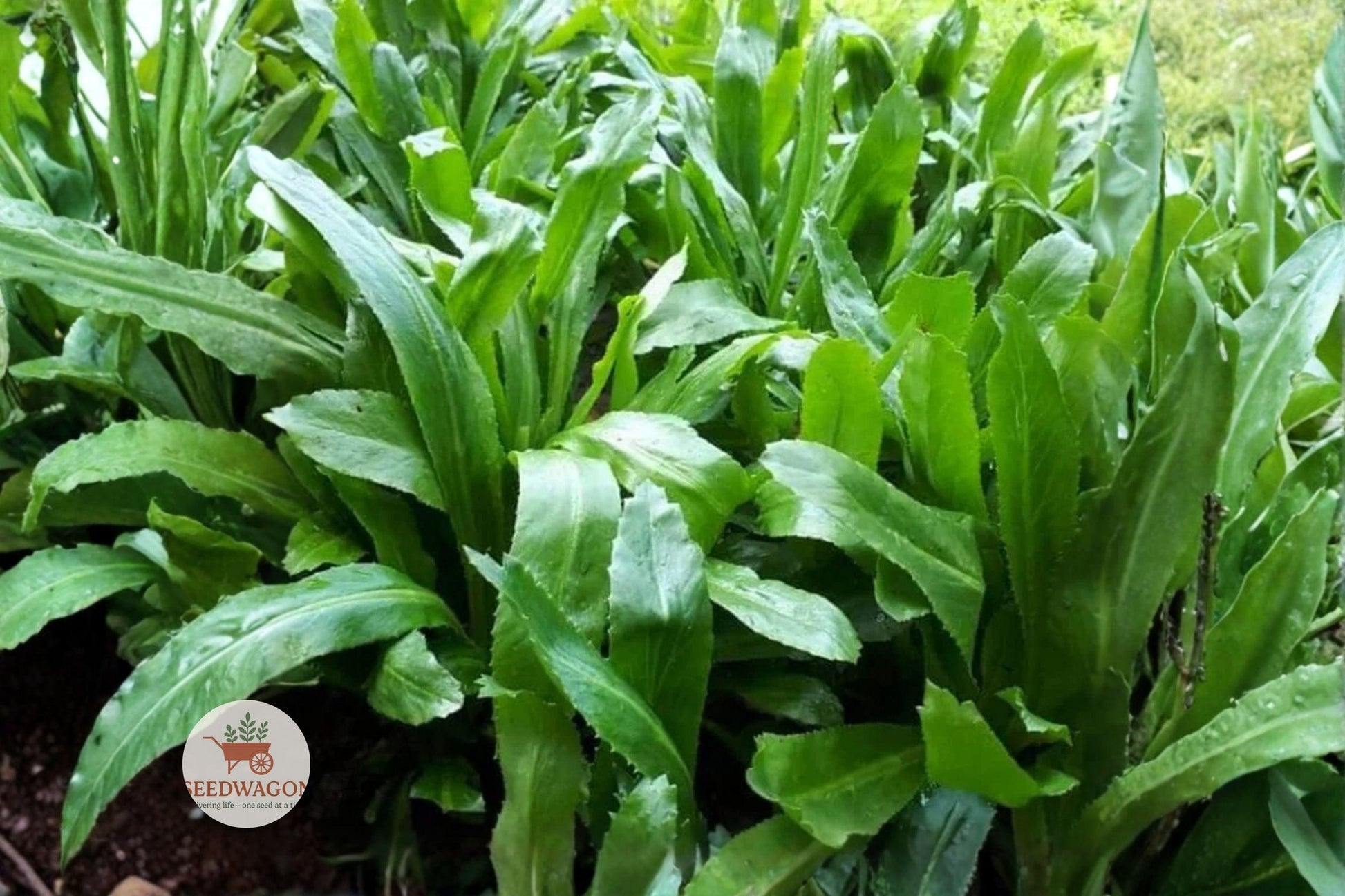 Vietnamese Culantro Seeds, Ngo Gai Herb Seeds, Eryngium Foetidum Seeds, Asian Cooking Herb Seeds, Tropical Herb Garden Seeds, Heirloom Culantro Seeds, Cilantro-like Flavor Seeds, Container Herb Seeds, Vietnamese Cuisine Seeds, Caribbean Herb Seeds, Salads & Soups Seeds, Edible Landscape Seeds, Warm Climate Herb Seeds