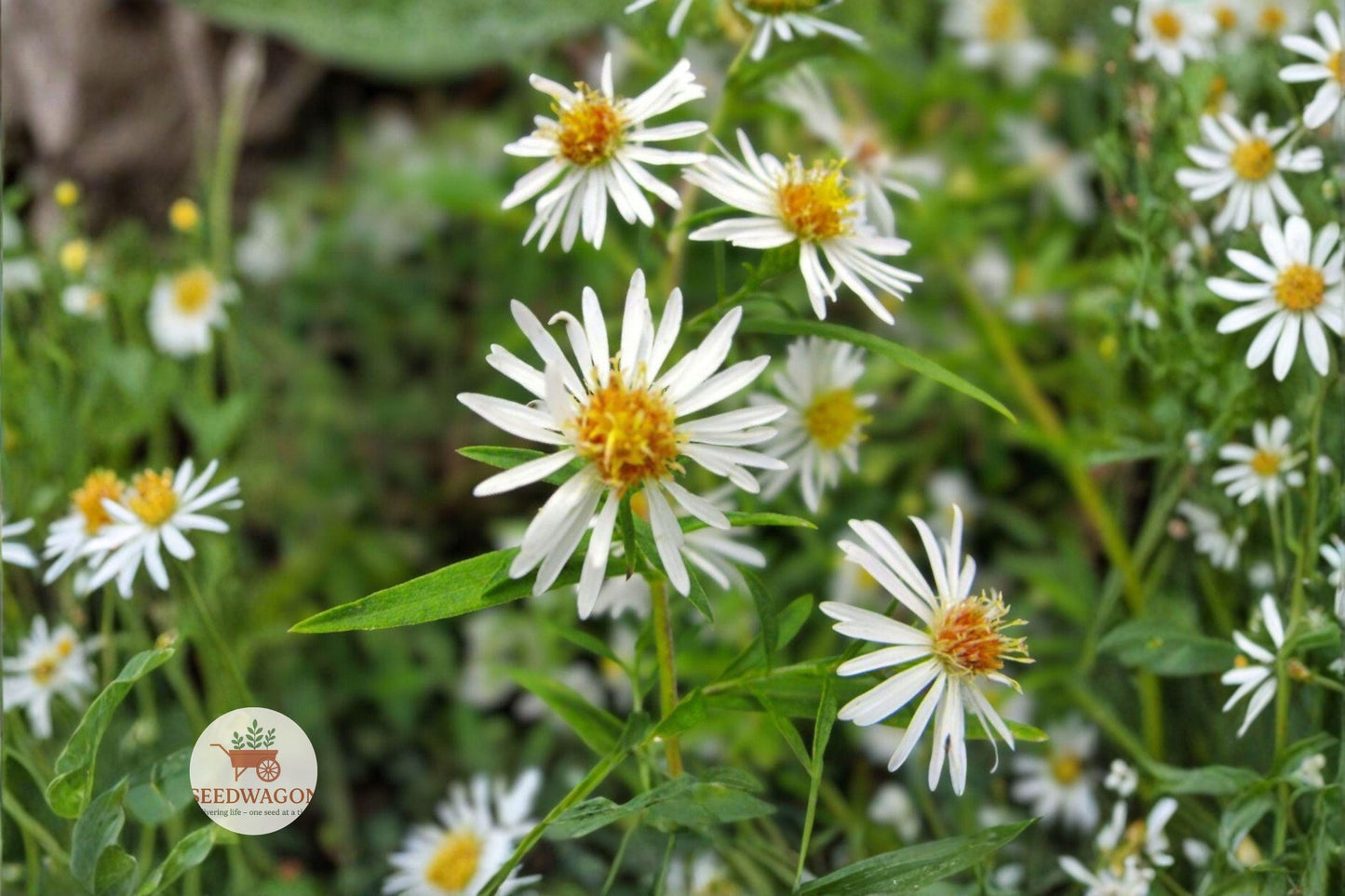 native wildflower seeds, pollinator garden plants, perennial flower seeds, white lavender flowers, prairie planting seeds, cottage garden flowers, meadow wildflower seeds, butterfly attracting plants, naturalized garden seeds, heirloom flower seeds, late summer bloomers, native pollinator plants, tall perennial flowers
