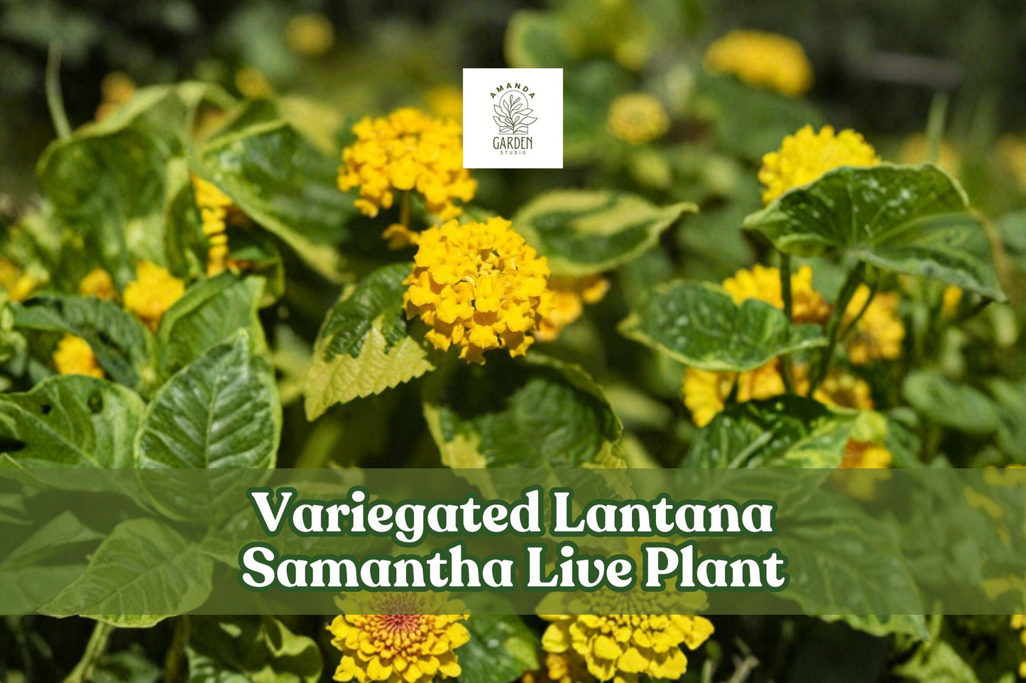 Variegated Lantana Samantha Live Plant Starter Plug with Yellow Flowers for Pollinator Gardens, Containers & Borders