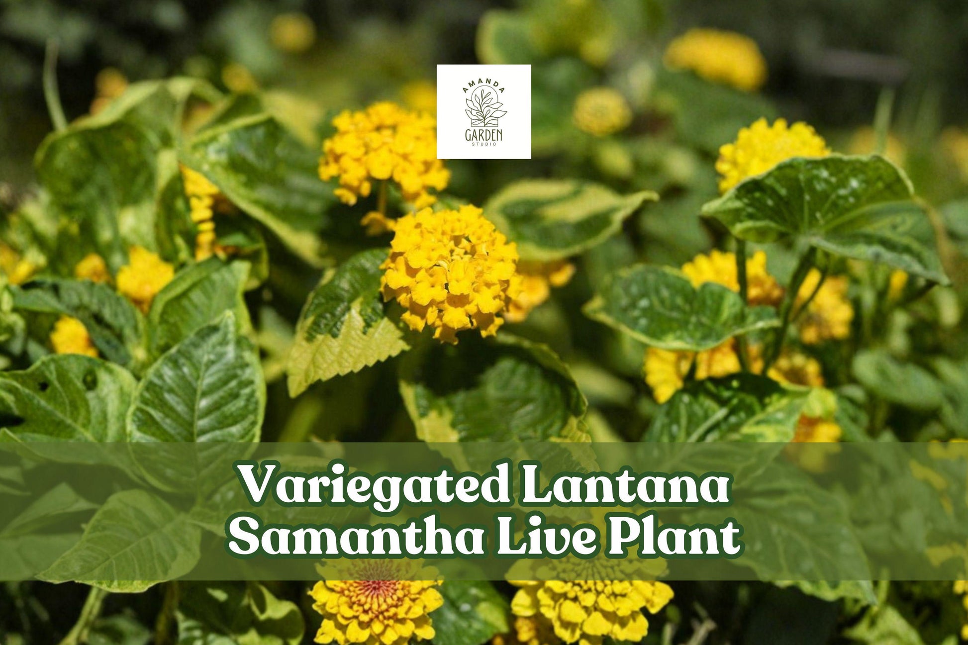 Variegated Lantana Samantha Live Plant Starter Plug Yellow Flowers for Pollinator Garden, Containers & Borders