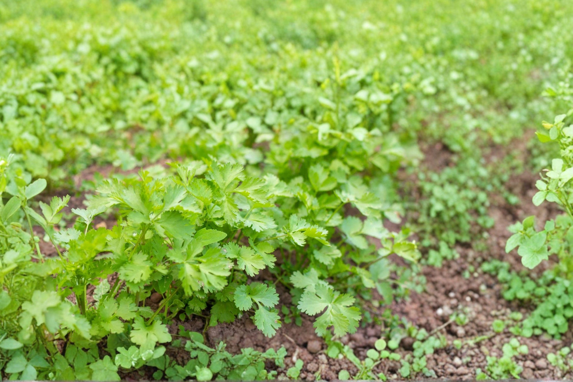 Italian Flat Leaf Parsley Seeds – Petroselinum crispum – Biennial Herb for Culinary Use, Container & Garden Growing, 940 Seeds