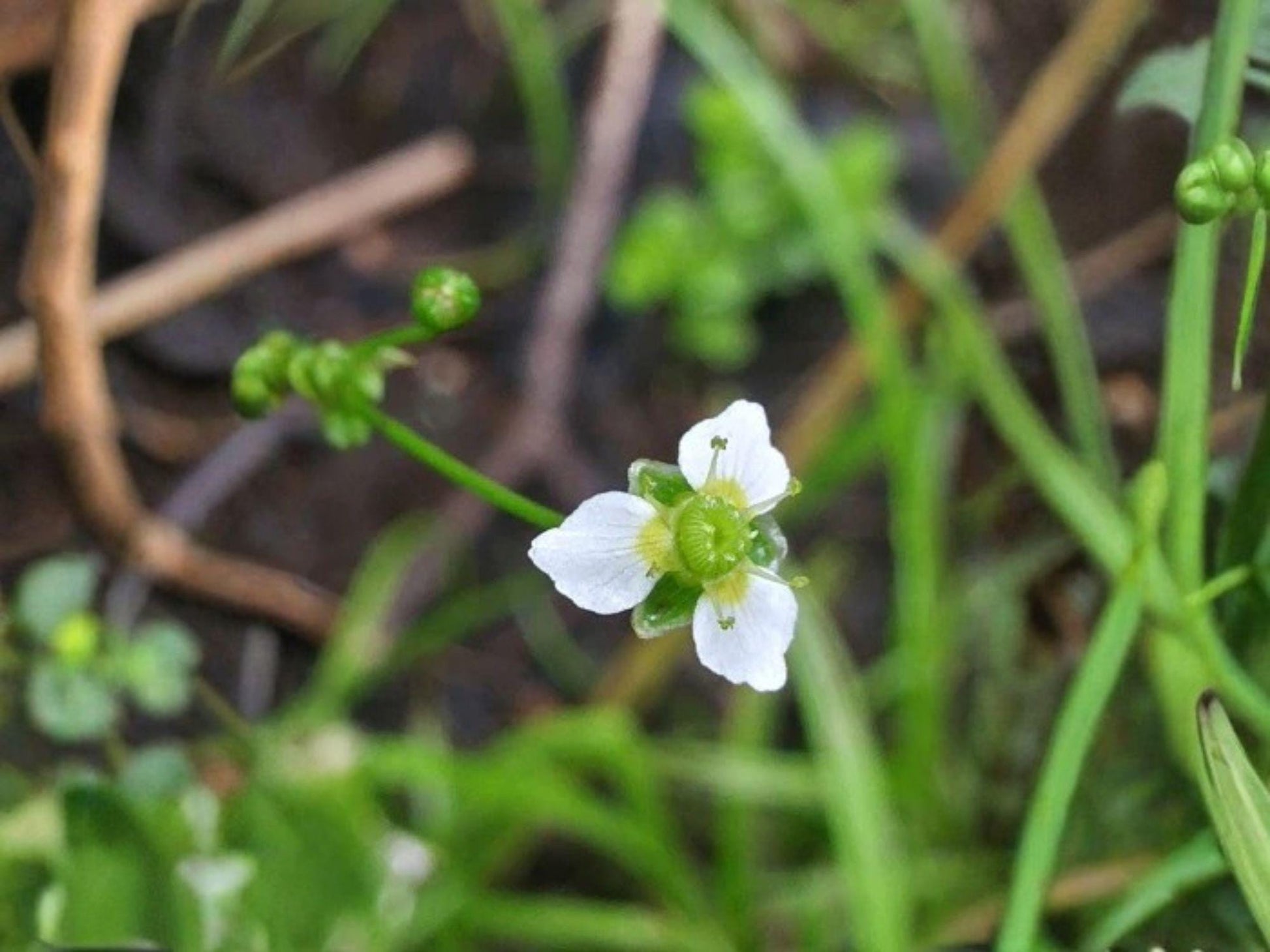 Large-flowered Water Plantain Seeds – Native Aquatic Wildflower for Ponds & Rain Gardens – Alisma triviale, Wetland Perennial Seed Pack
