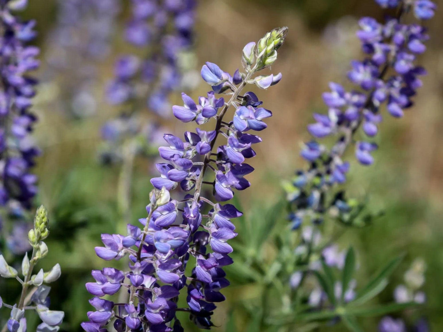 Large Leaf Lupine Seeds – Lupinus polyphyllus Lindl. Wildflower for Pollinator Gardens, Cottage & Meadow Landscaping
