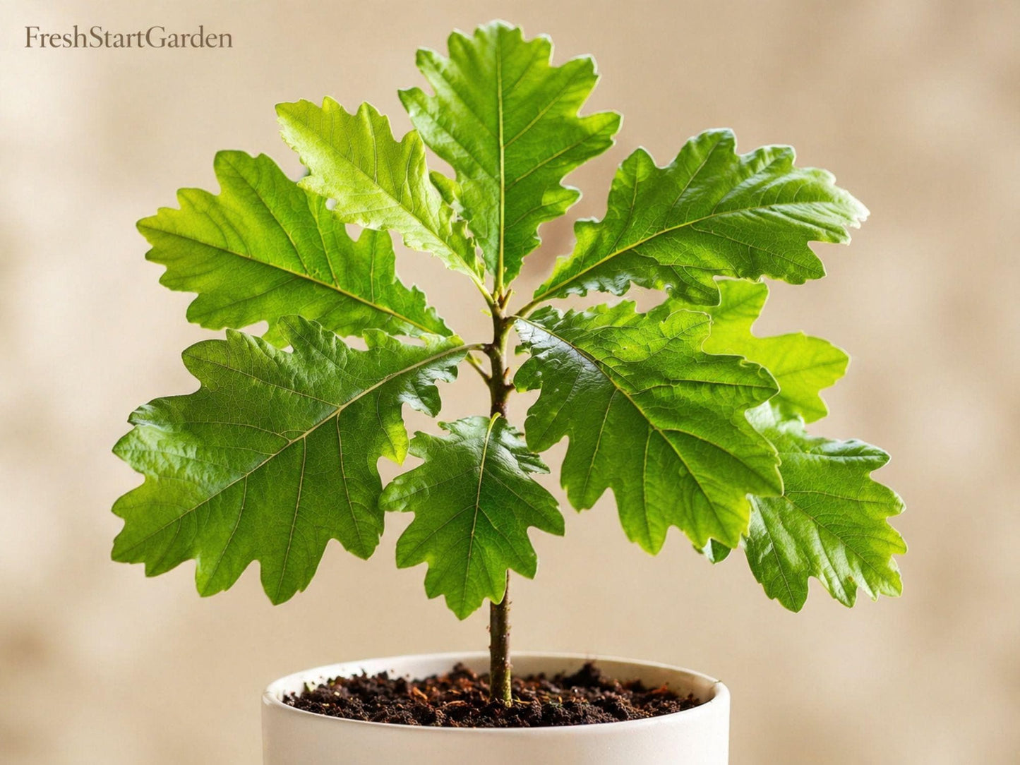 White Oak Tree Sapling 12-24in – Native Bare Root Quercus alba for Landscaping & Wildlife Habitat